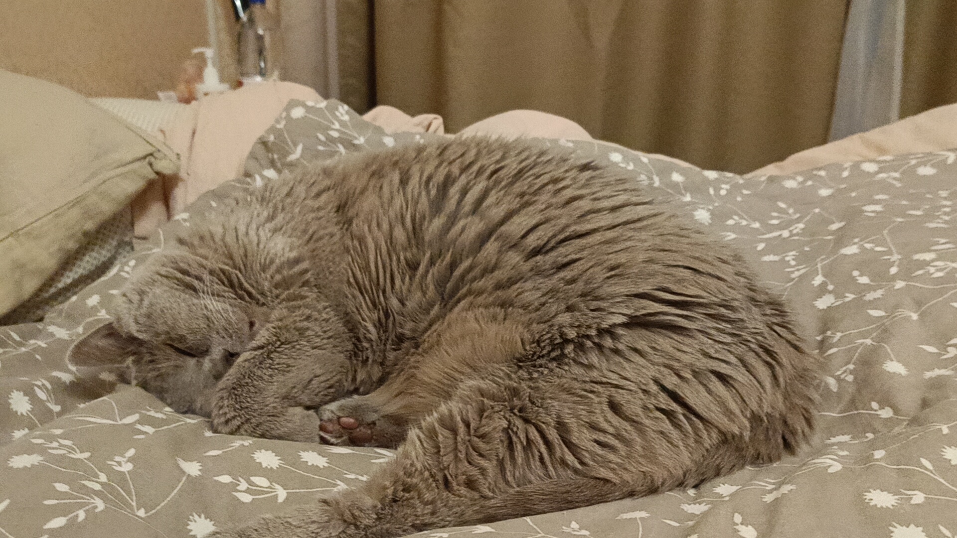 Фото питомца: кот Степа лежит, перевернув голову