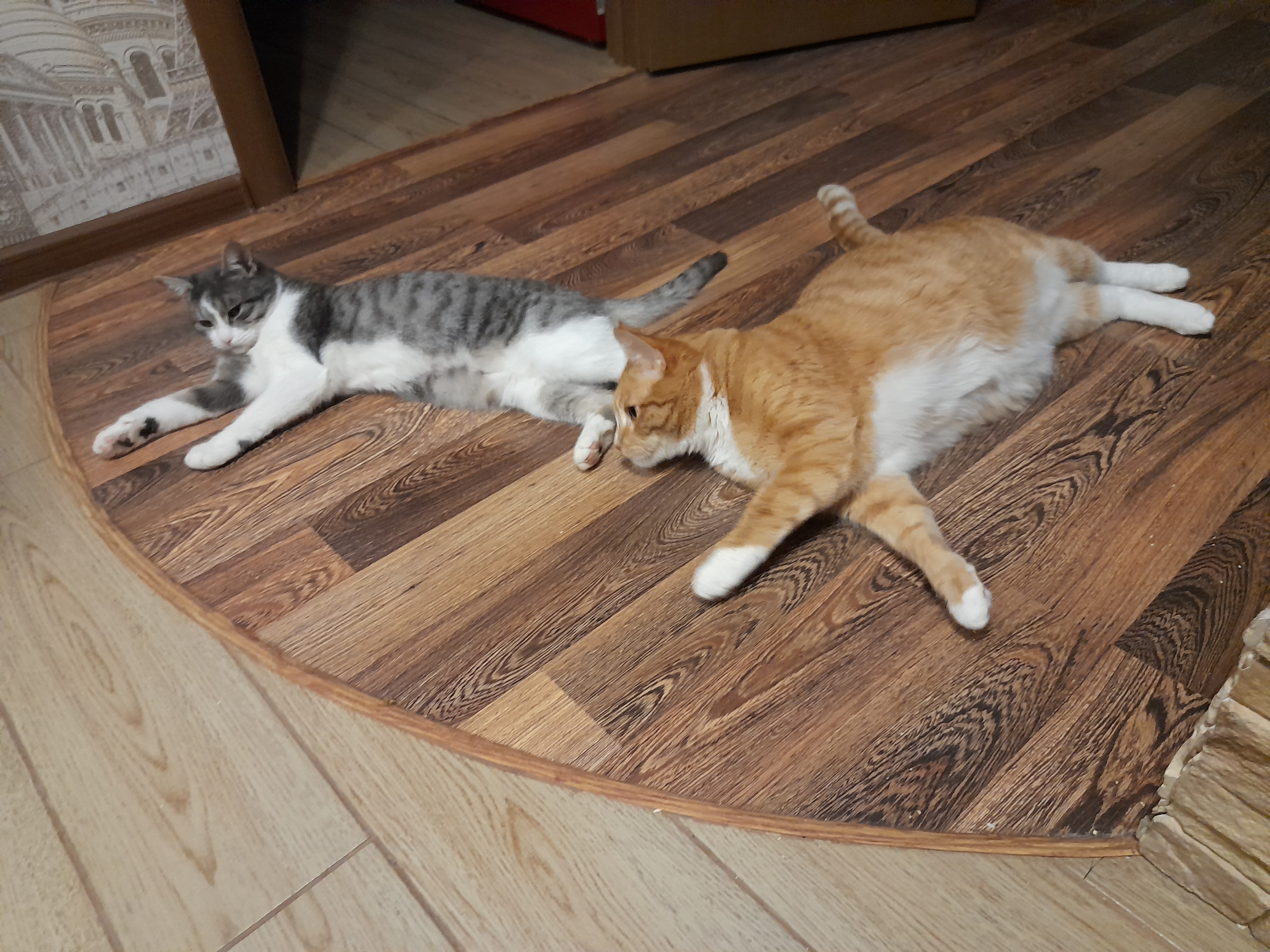 Фото питомцев: кот Василий и кошка Маруся — параллельные вселенные