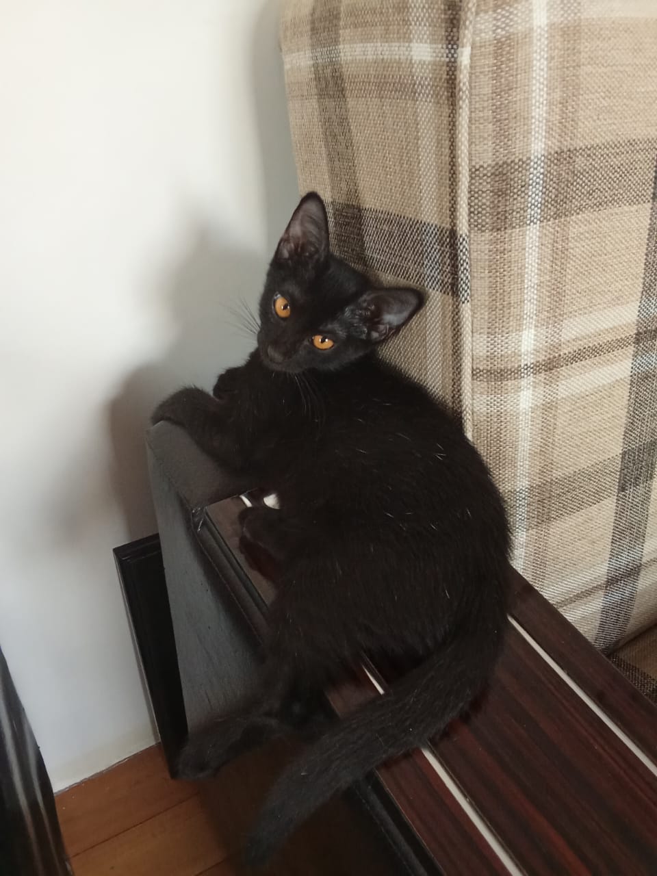 Фото питомца: кот Гарик позирует