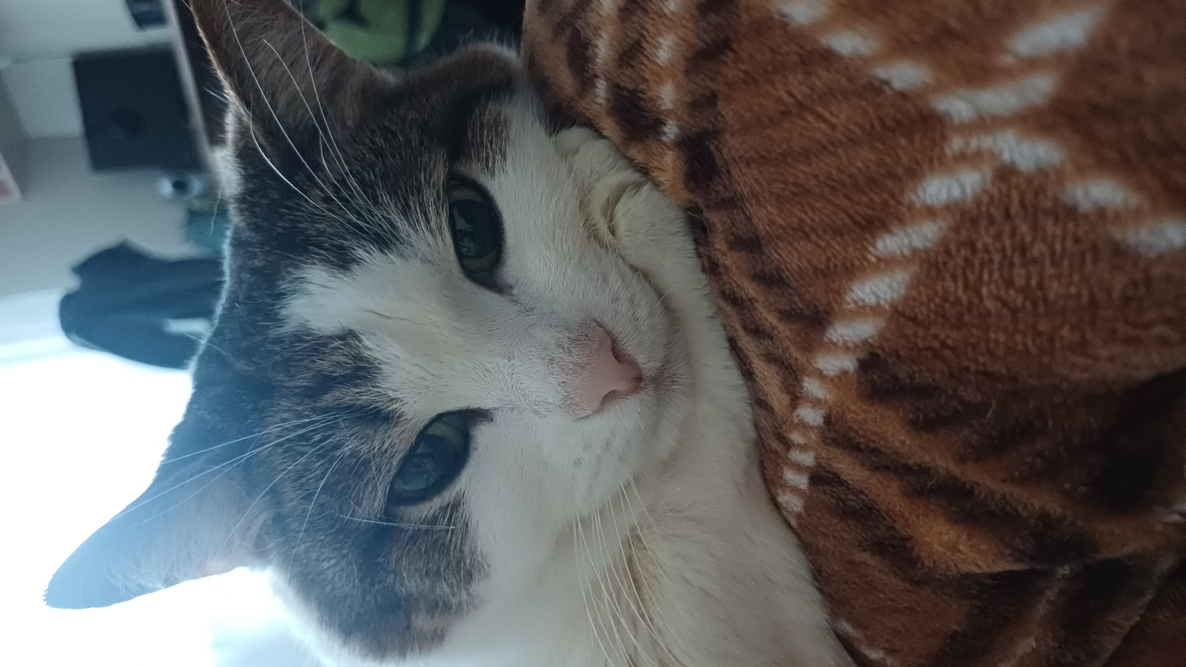 Фото питомца: кот Тихон готовится ко сну