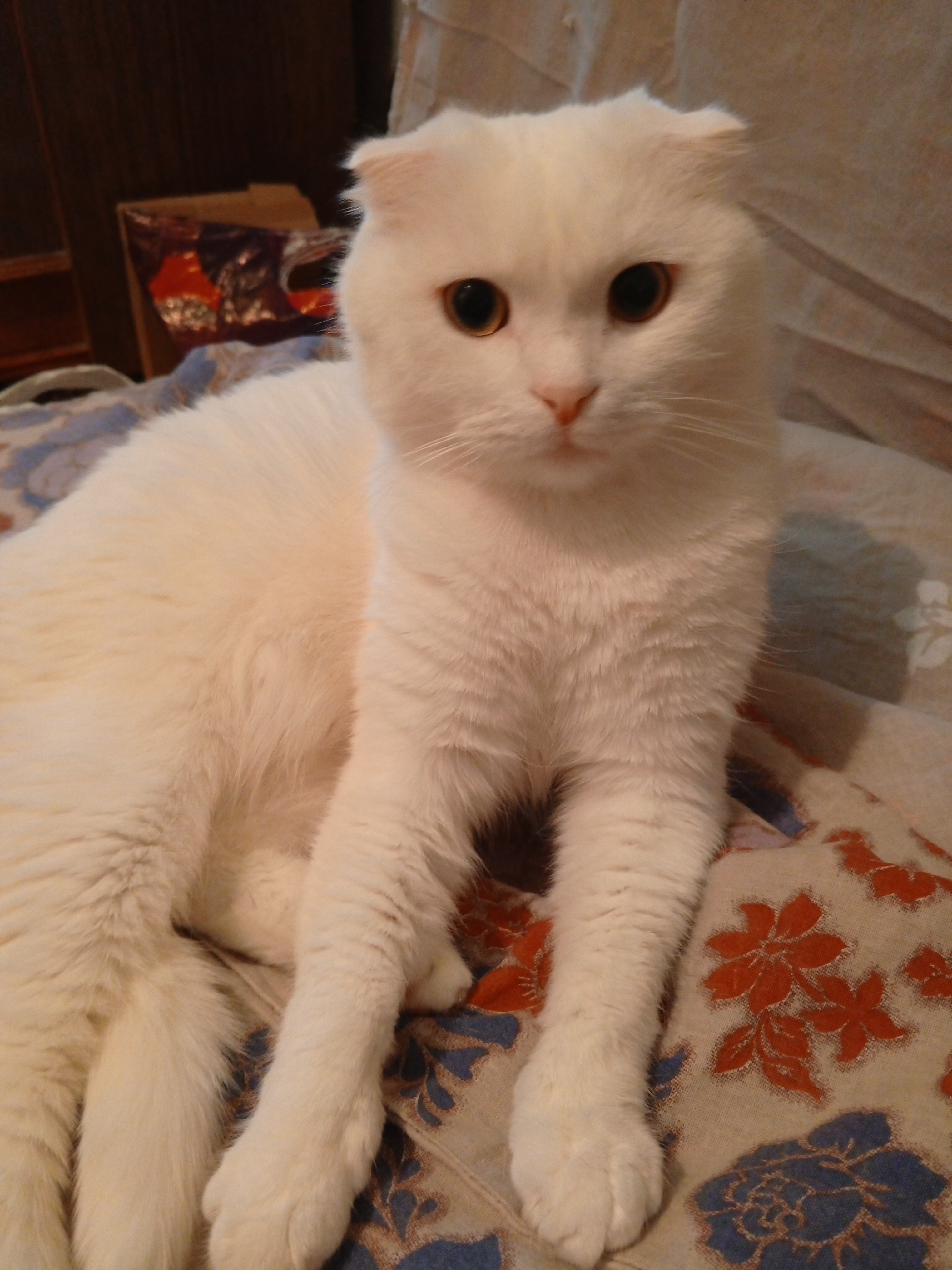 Фото питомцев: коты Веня и Кузьма