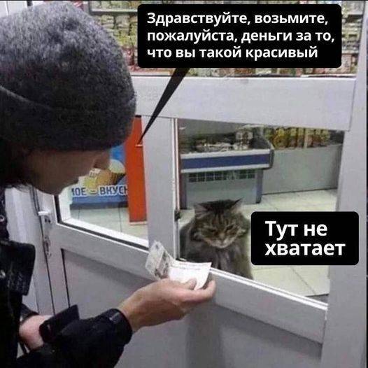 10 забавных картинок с котиками: часть 2