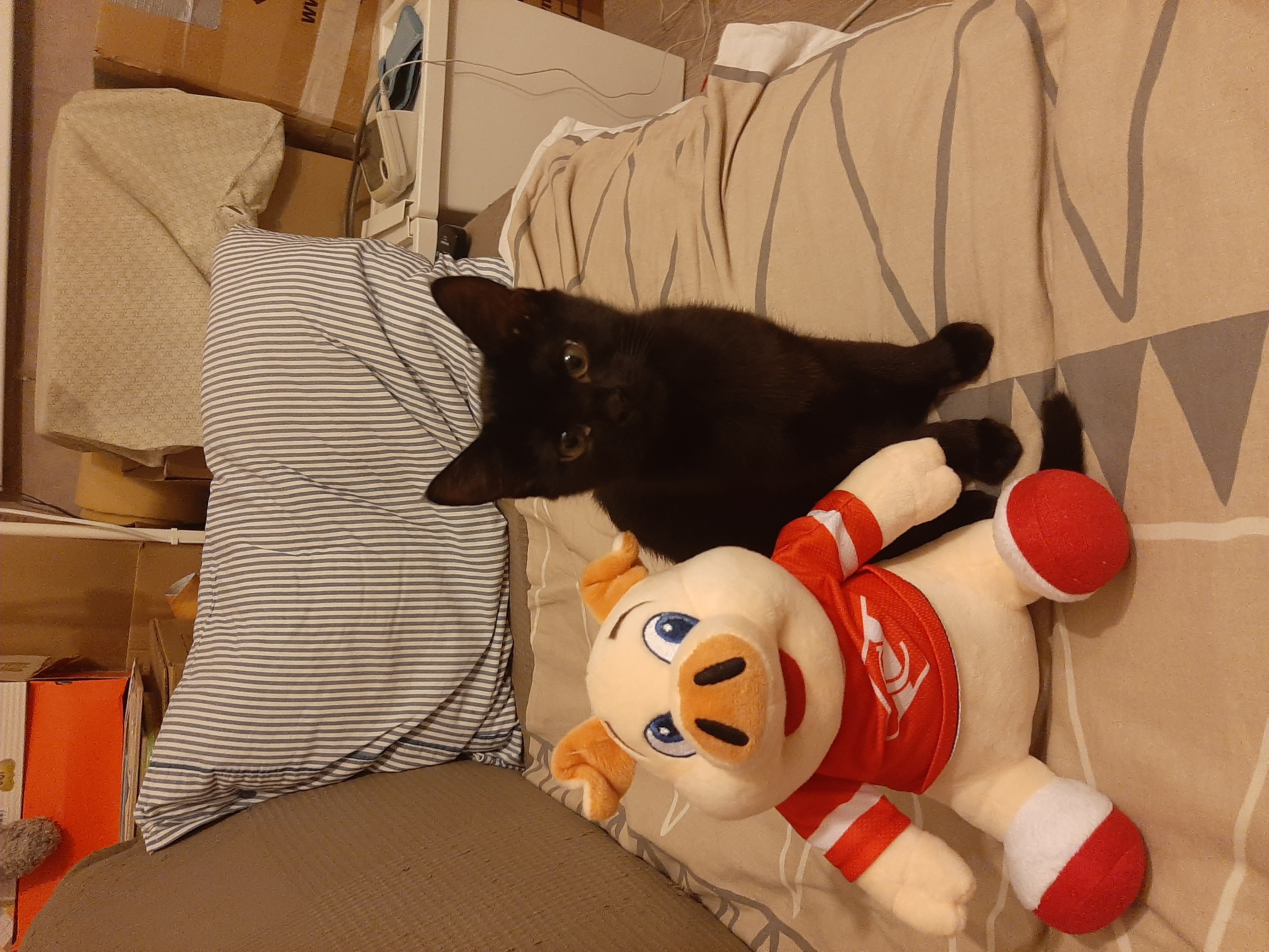 Фото питомца: кот Фунтик болеет за «Спартак»