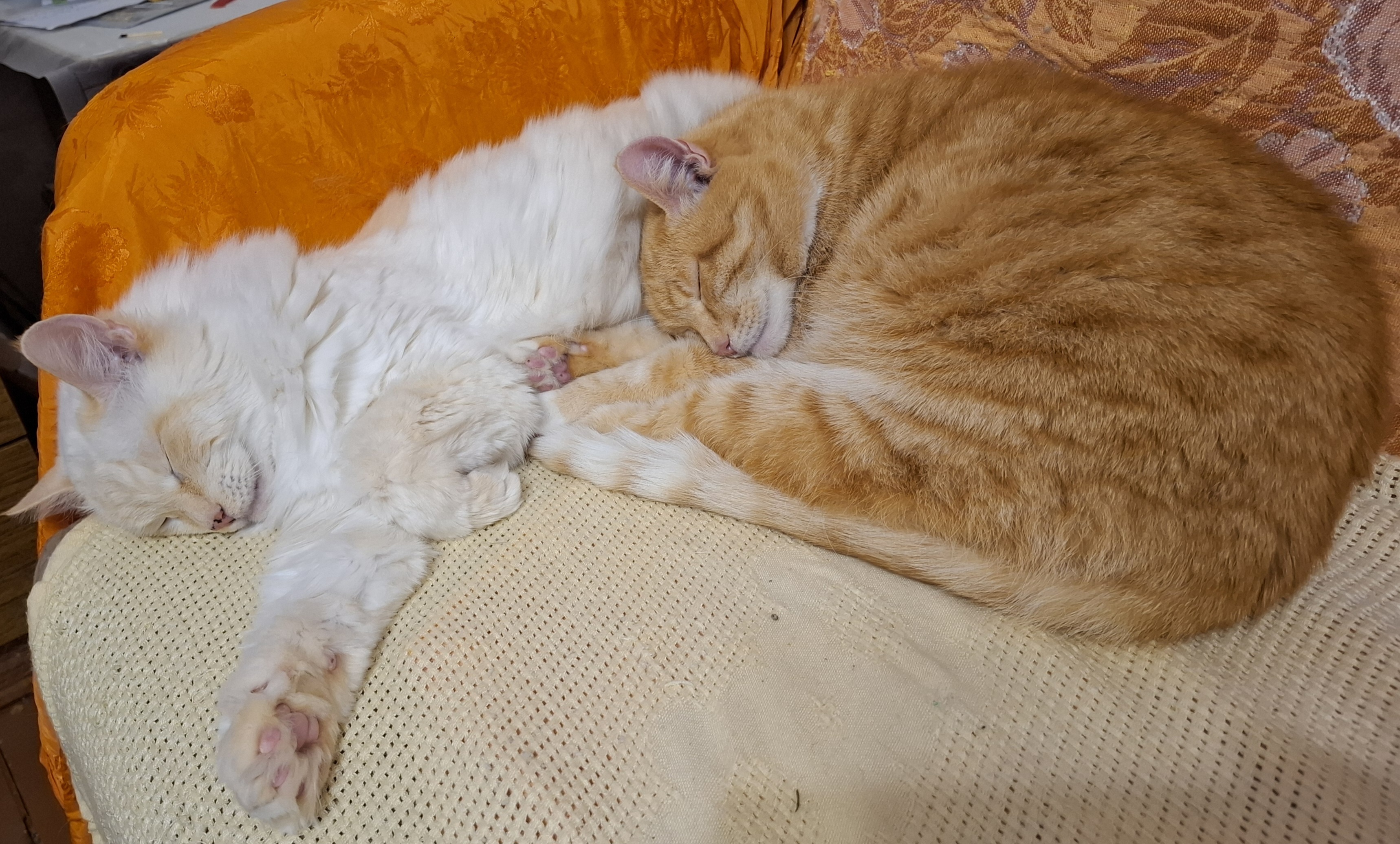 Фото питомцев: коты Фоня и Боня спят