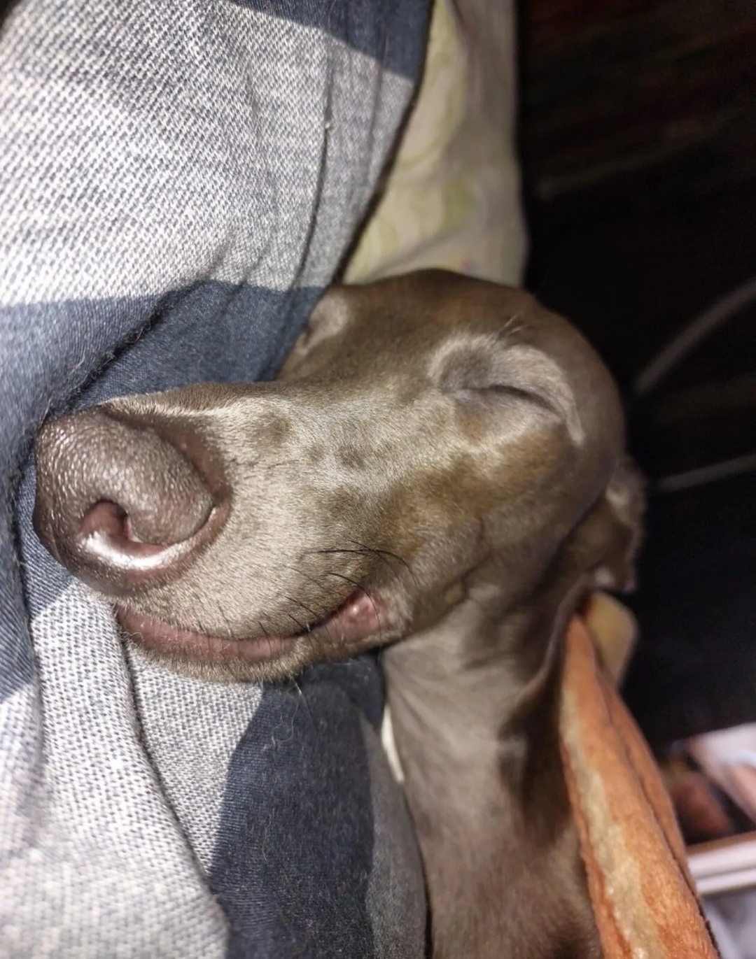 Фото питомца: пес Джокер сладко спит