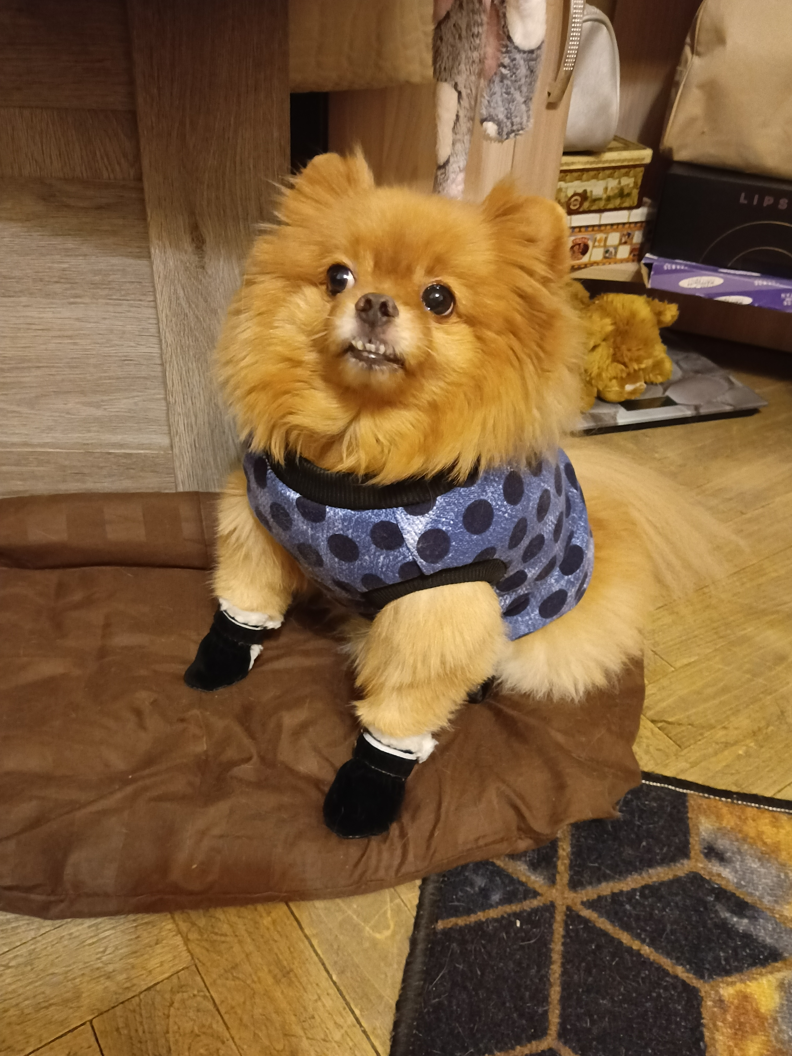 Фото питомцев: собаки Симба и Булочка собираются на прогулку