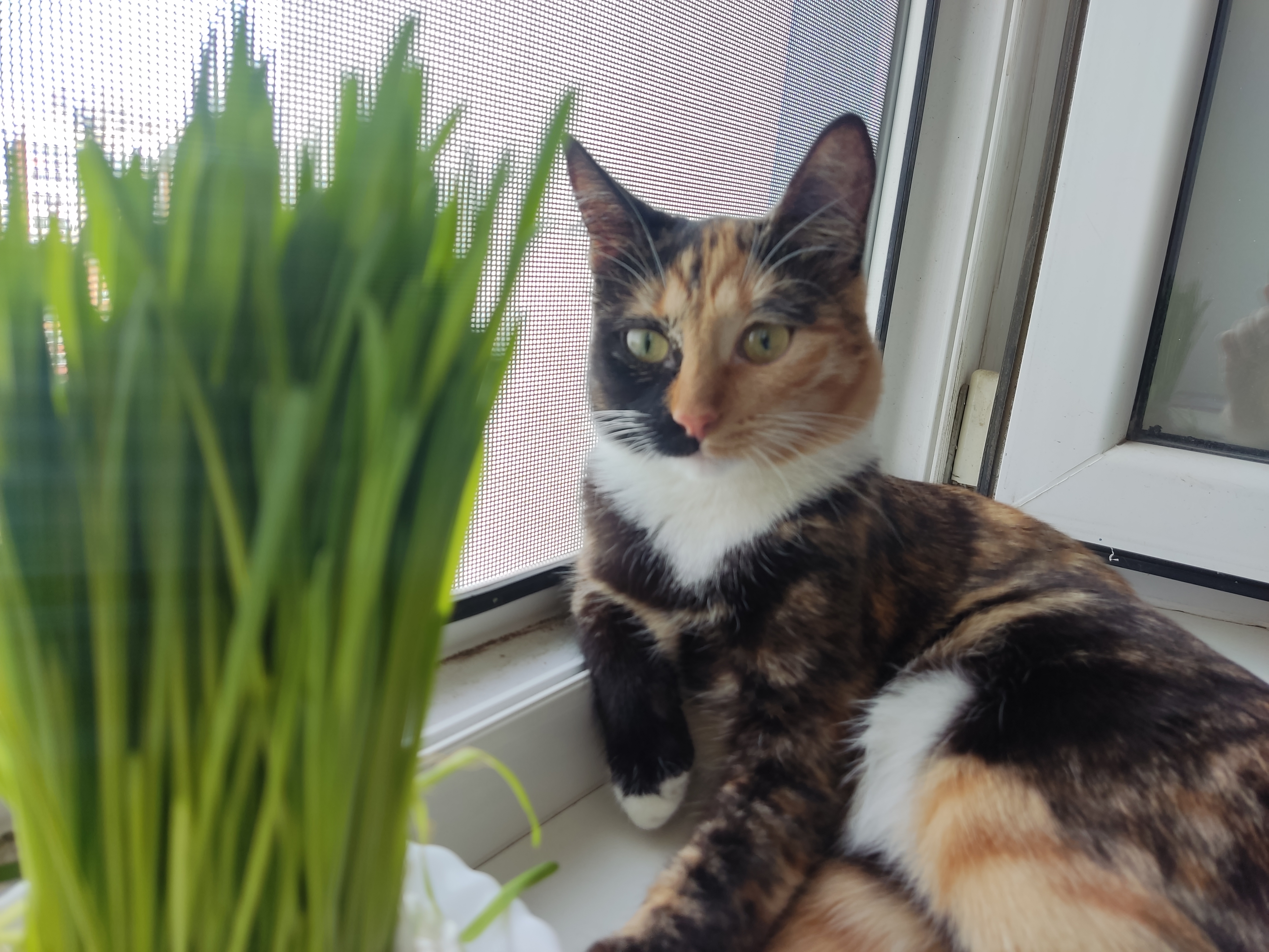 Фото питомца: кошка Шуша планирует сочно покушать