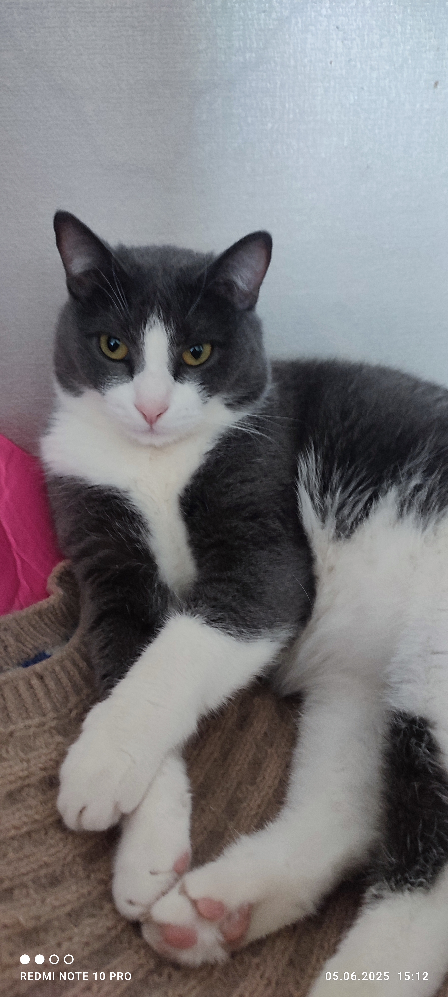 Фото питомца: кот Маркиз