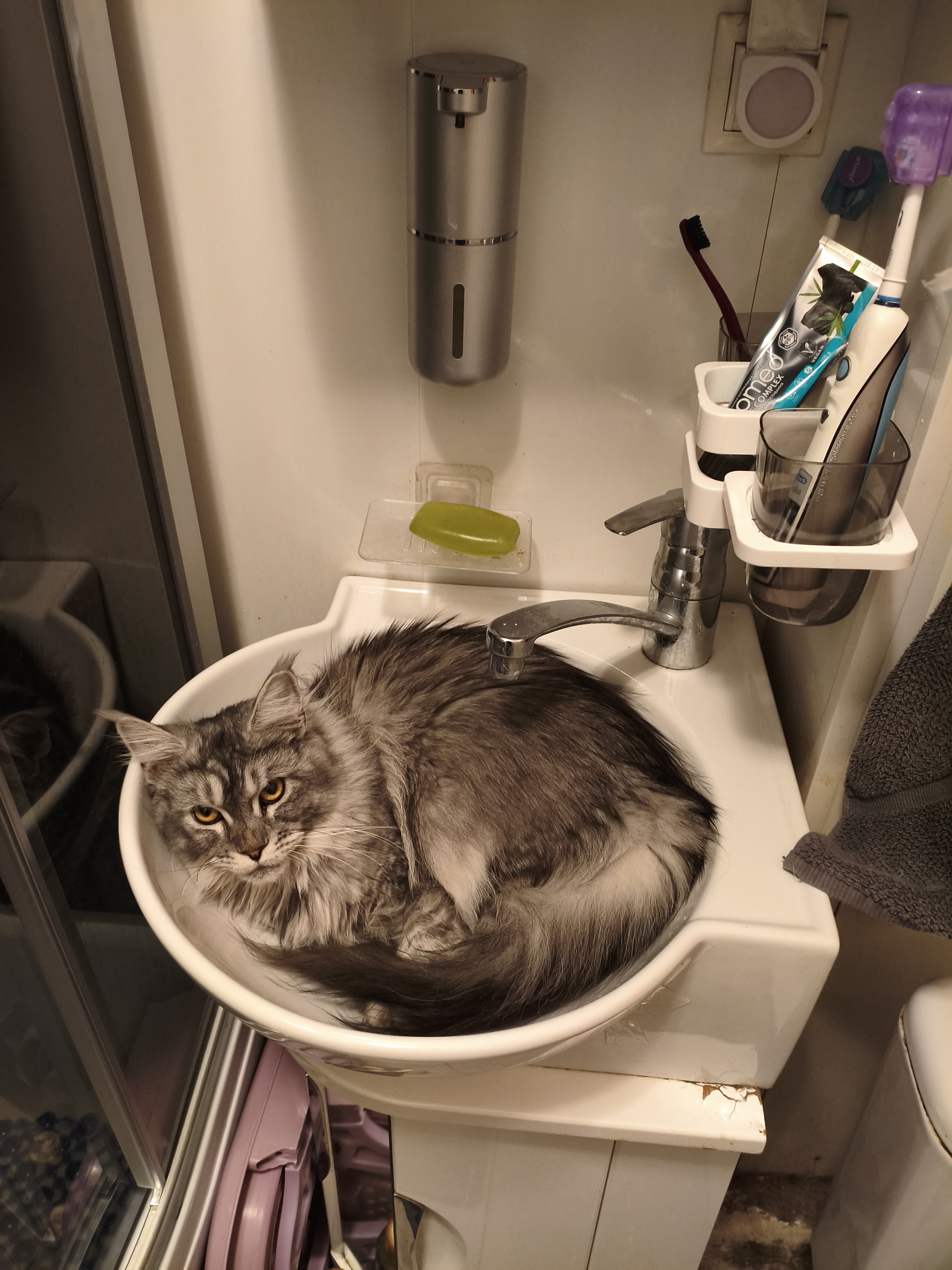 Фото питомца: кот Кисик предлагает устроить банный день