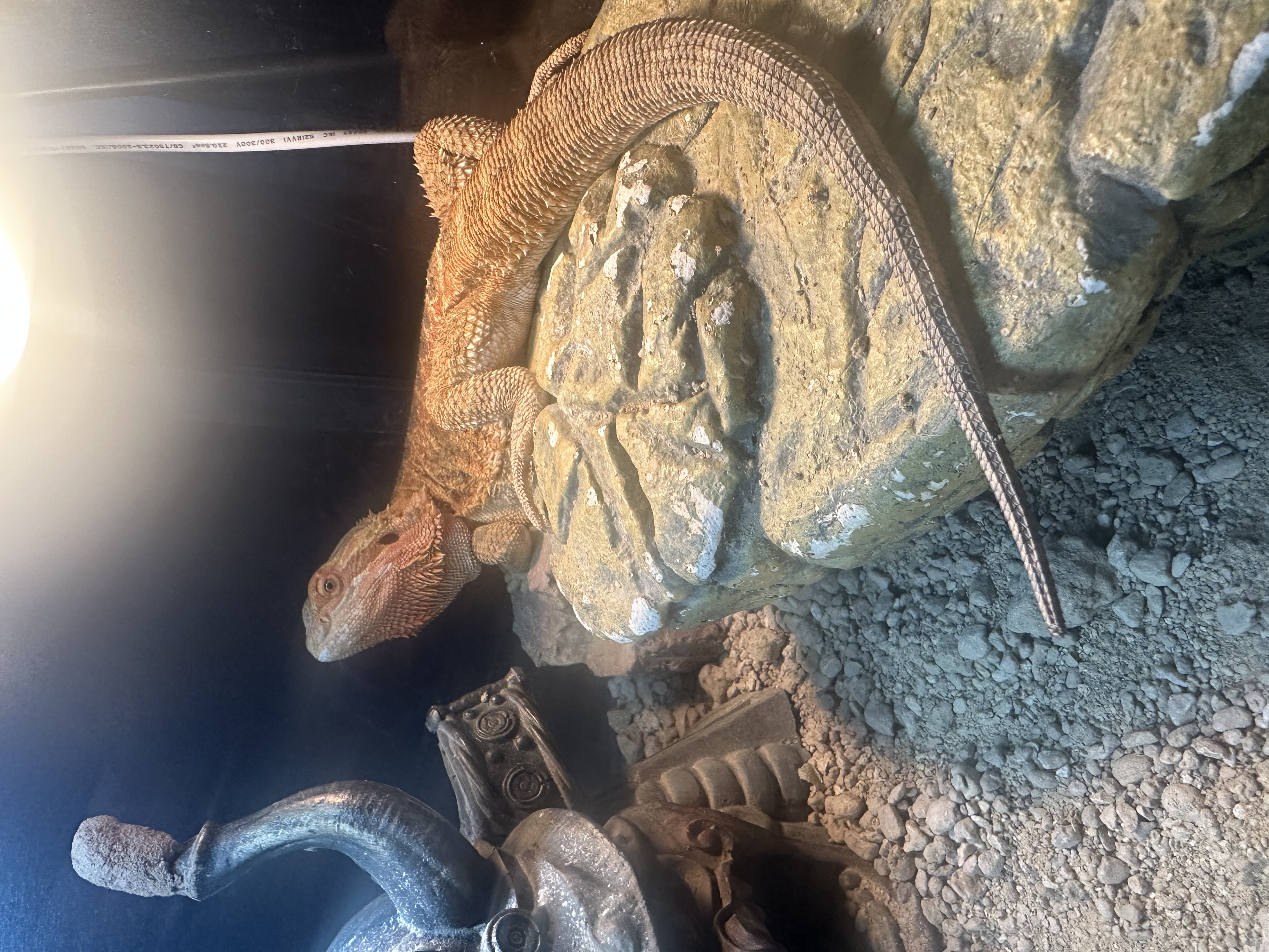 Фото питомца: агама Патриссия — мой чемпион по презрительному взгляду и йоге