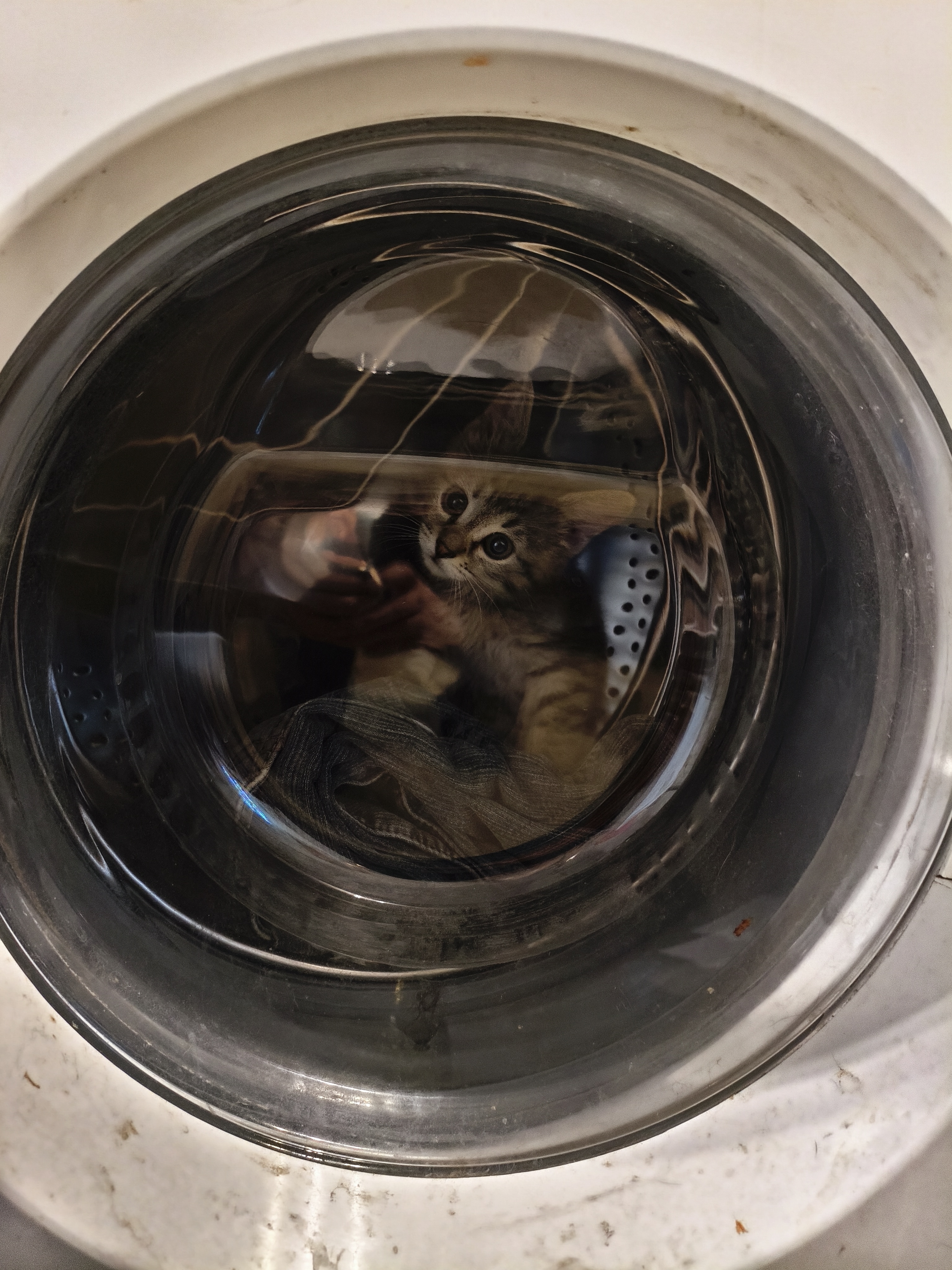 Фото питомца: котенок Фани мечтает о космосе