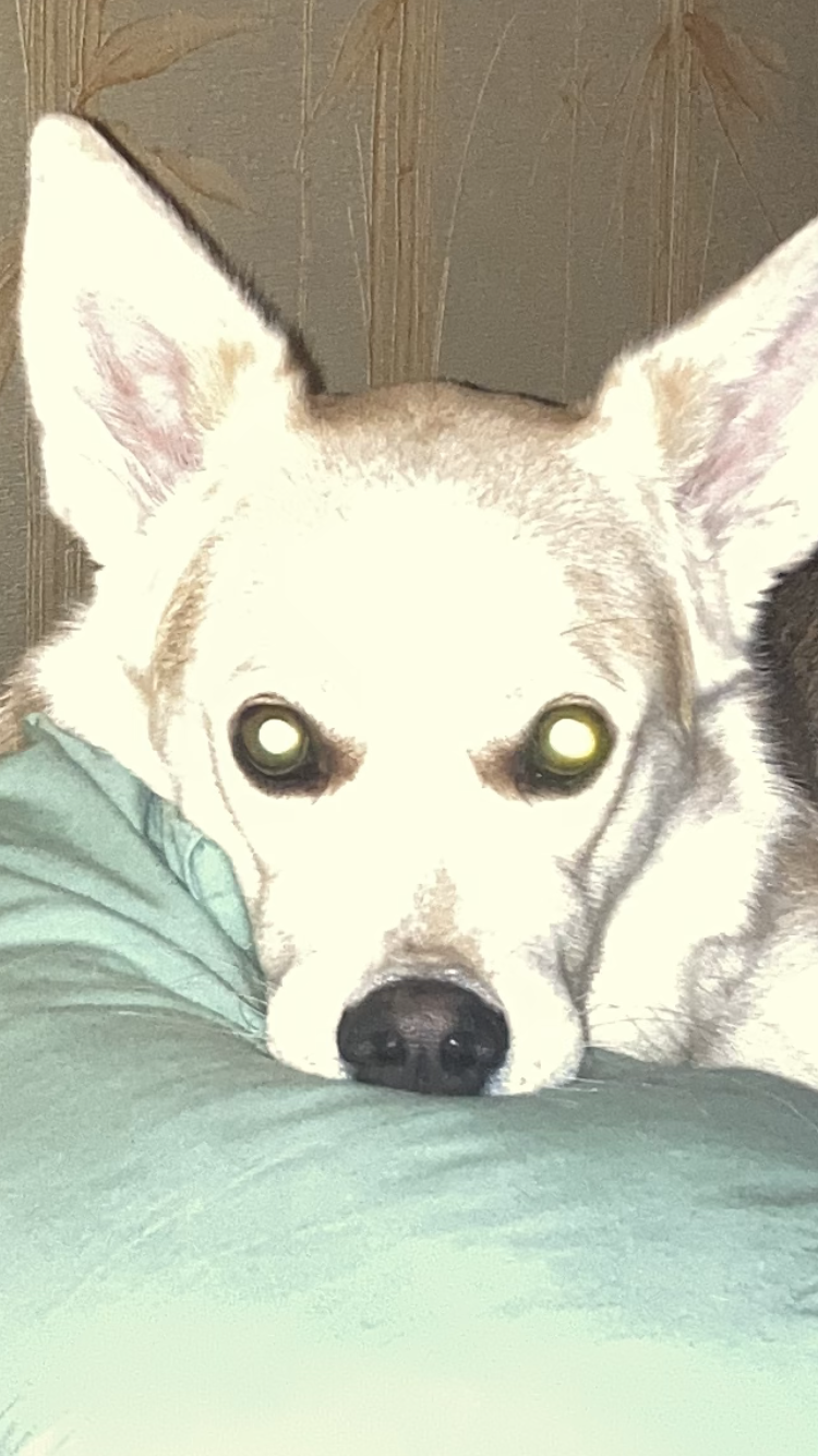 Фото питомца: пес Алексей задирает нос