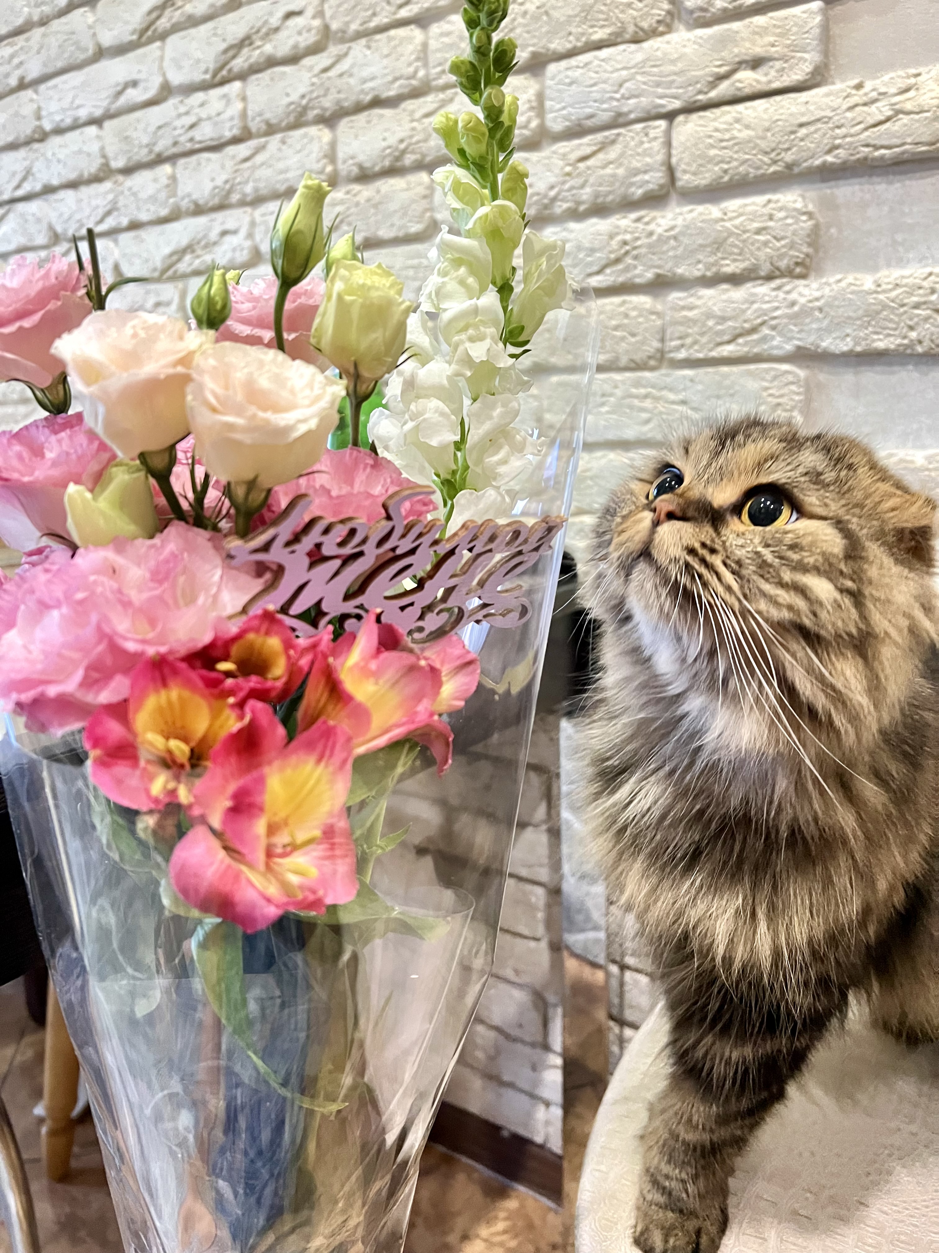 Фото питомца: кот Маркиз и любовь к прекрасному