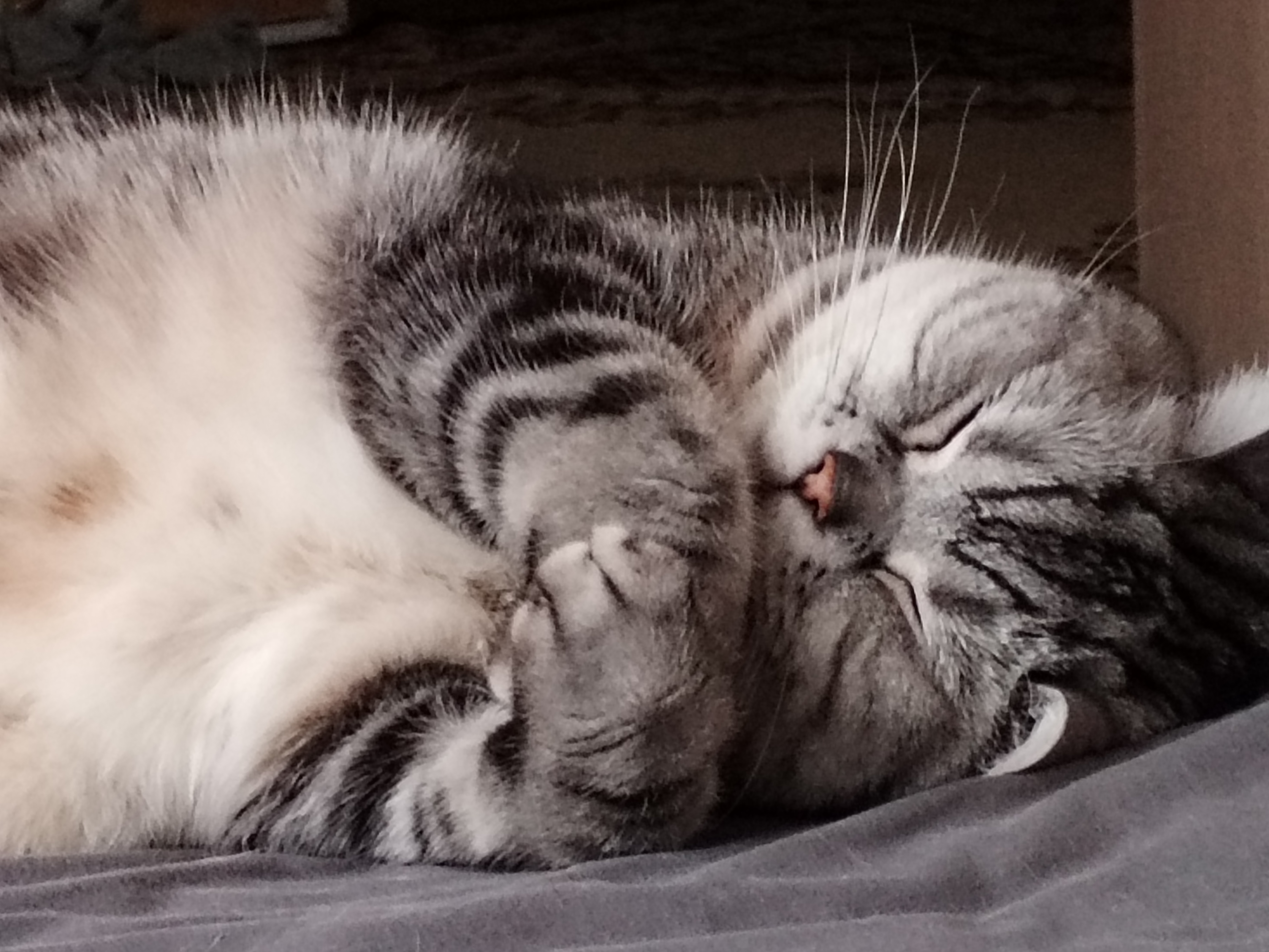 Фото питомца: кот Шанти спит