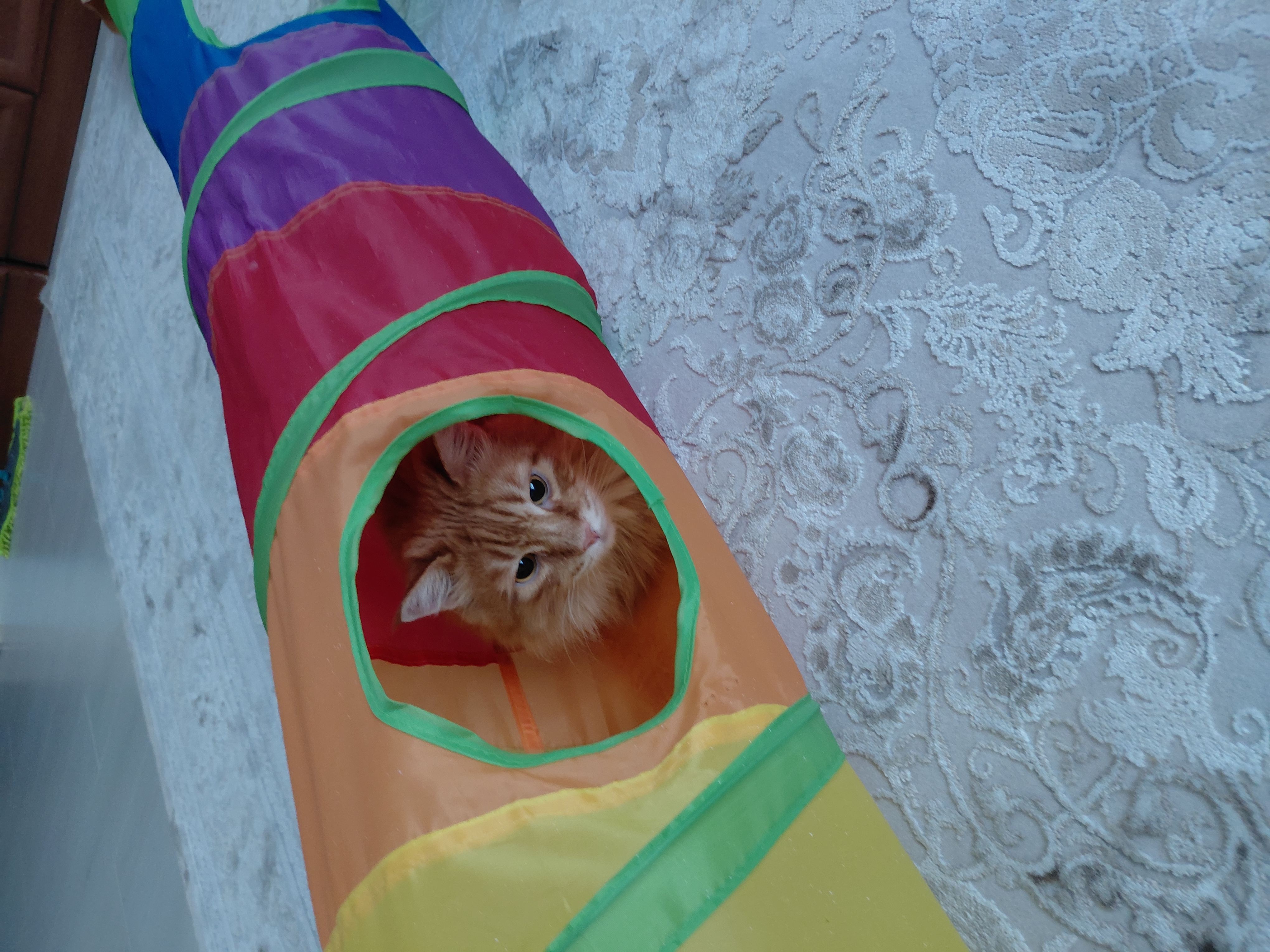 Фото питомца: кошка Маечка играет и спит в трубе