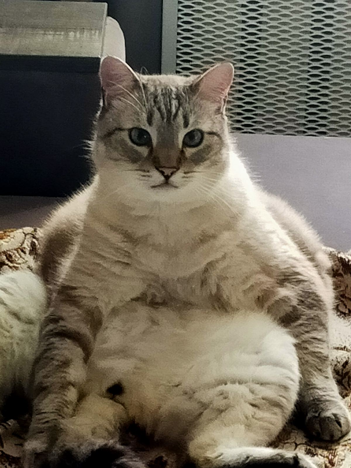 Фото питомца: кот Макс отдыхает