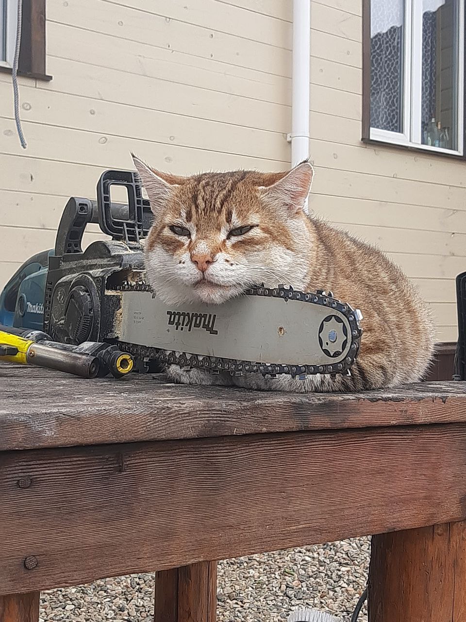 Фото питомца: кот Рысик знает об отдыхе все