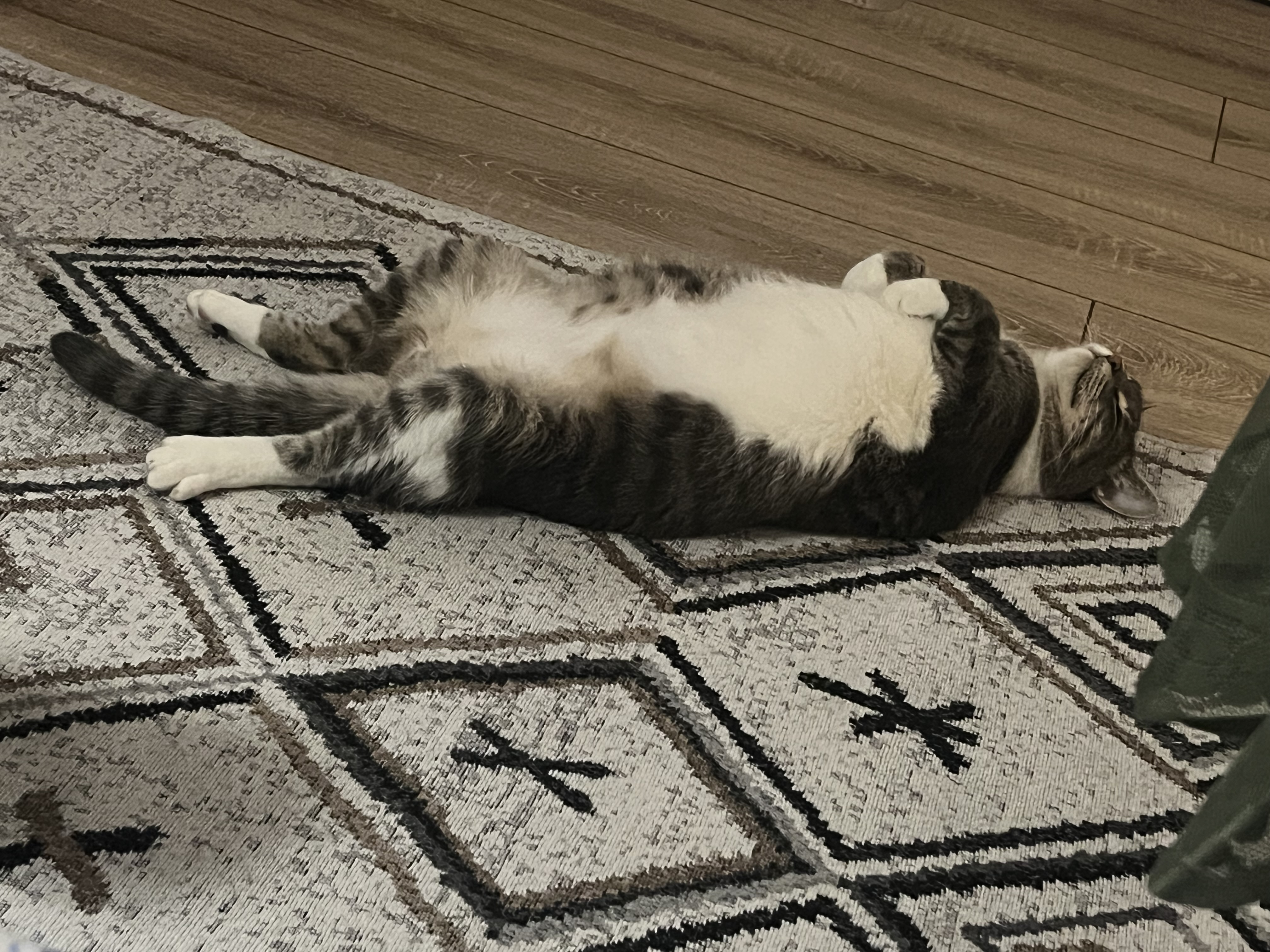 Фото питомца: кот Покак не признает законы котофизики