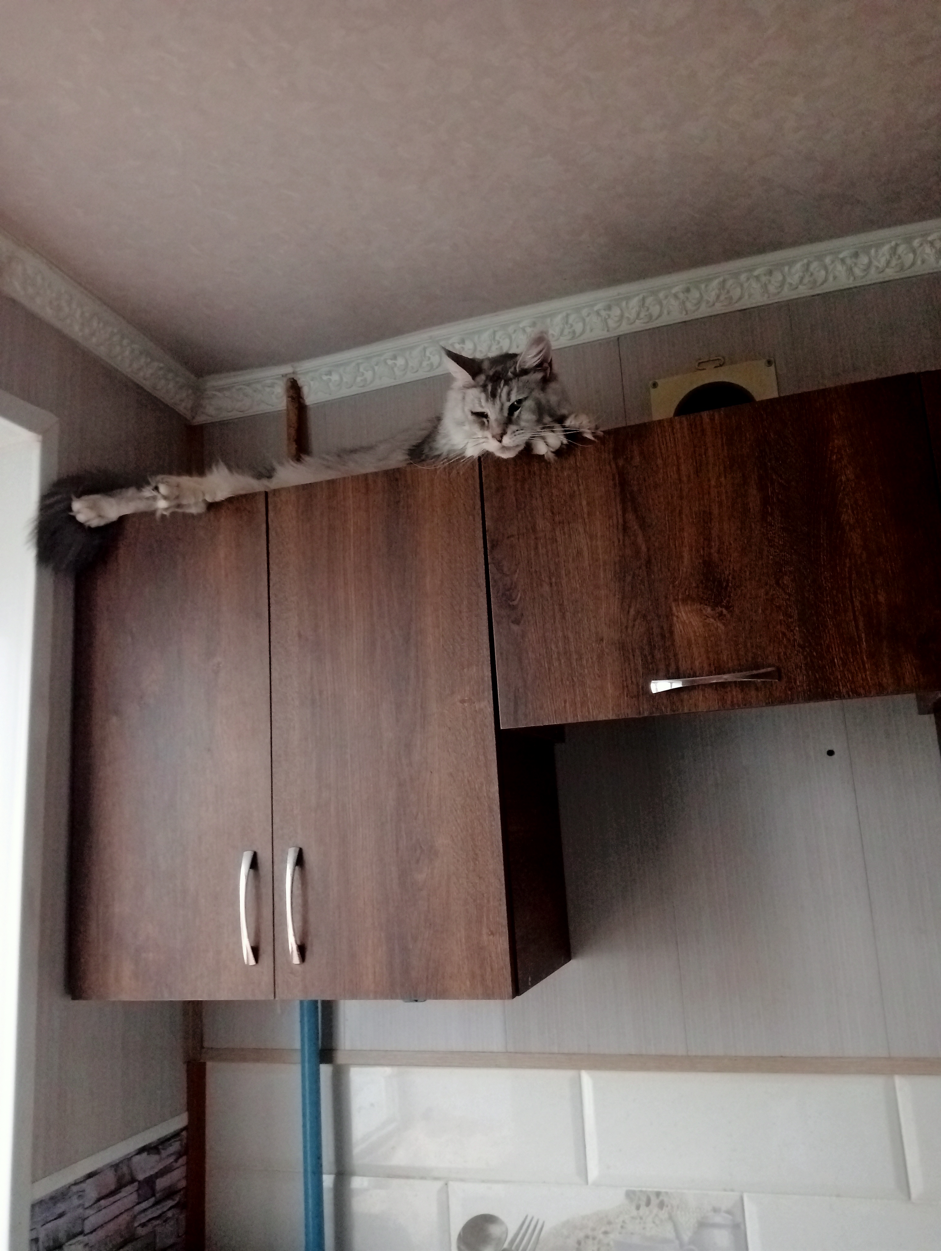 Фото питомца: любимое место мейн-куна Анфисы на кухне рядом с окном