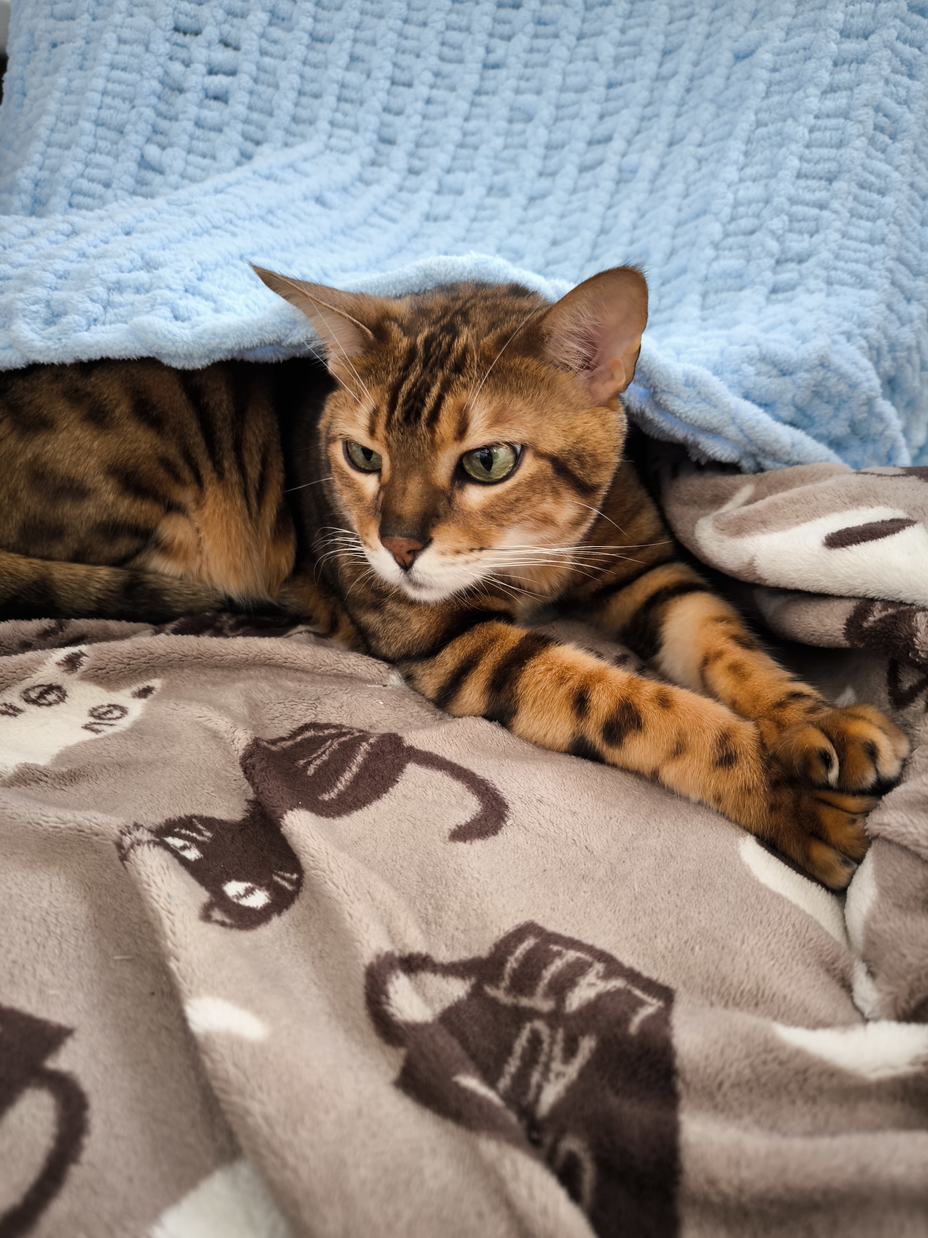 Фото питомца: кот Кексик согревается под пледом