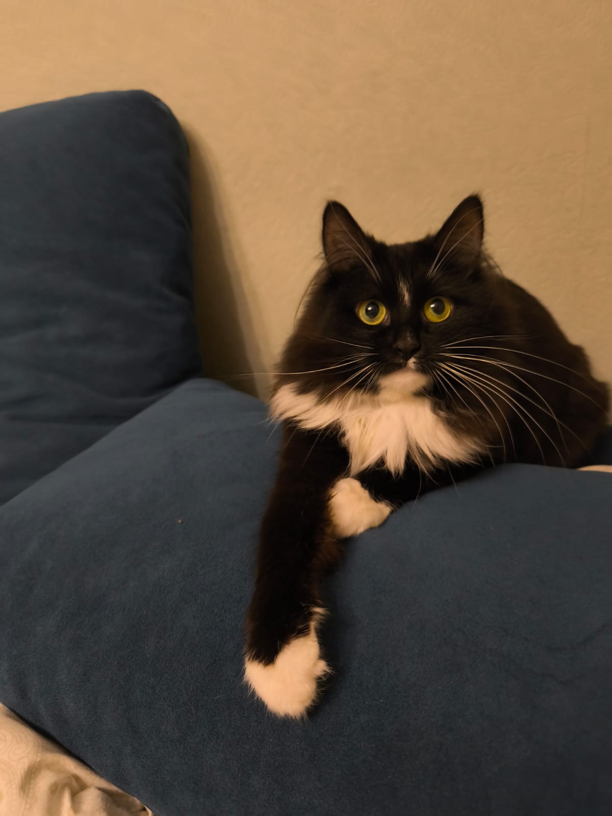 Фото питомца: кот Дымок отдыхает на подушке