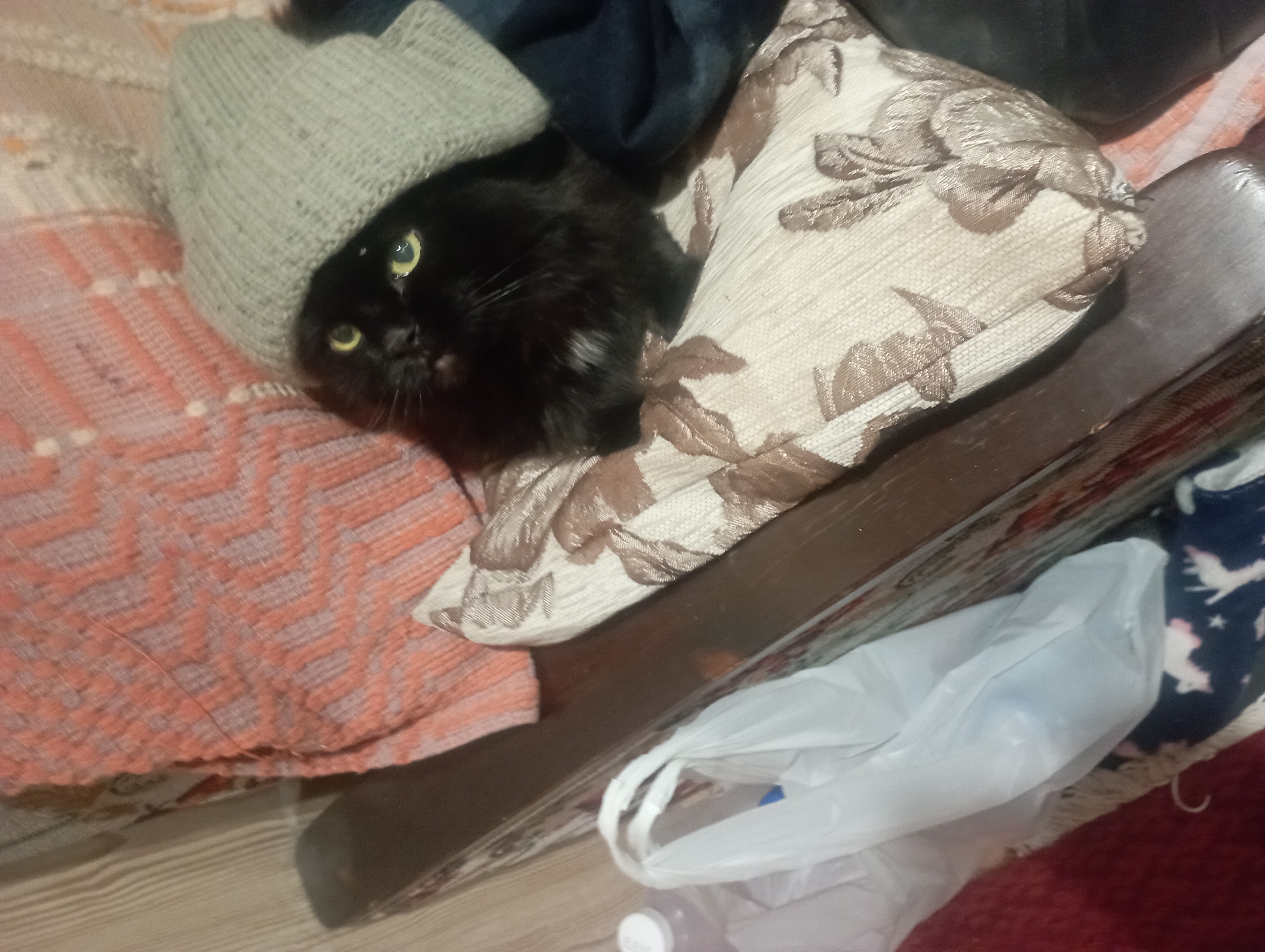 Фото питомца: кот Царь осваивает свою дачу