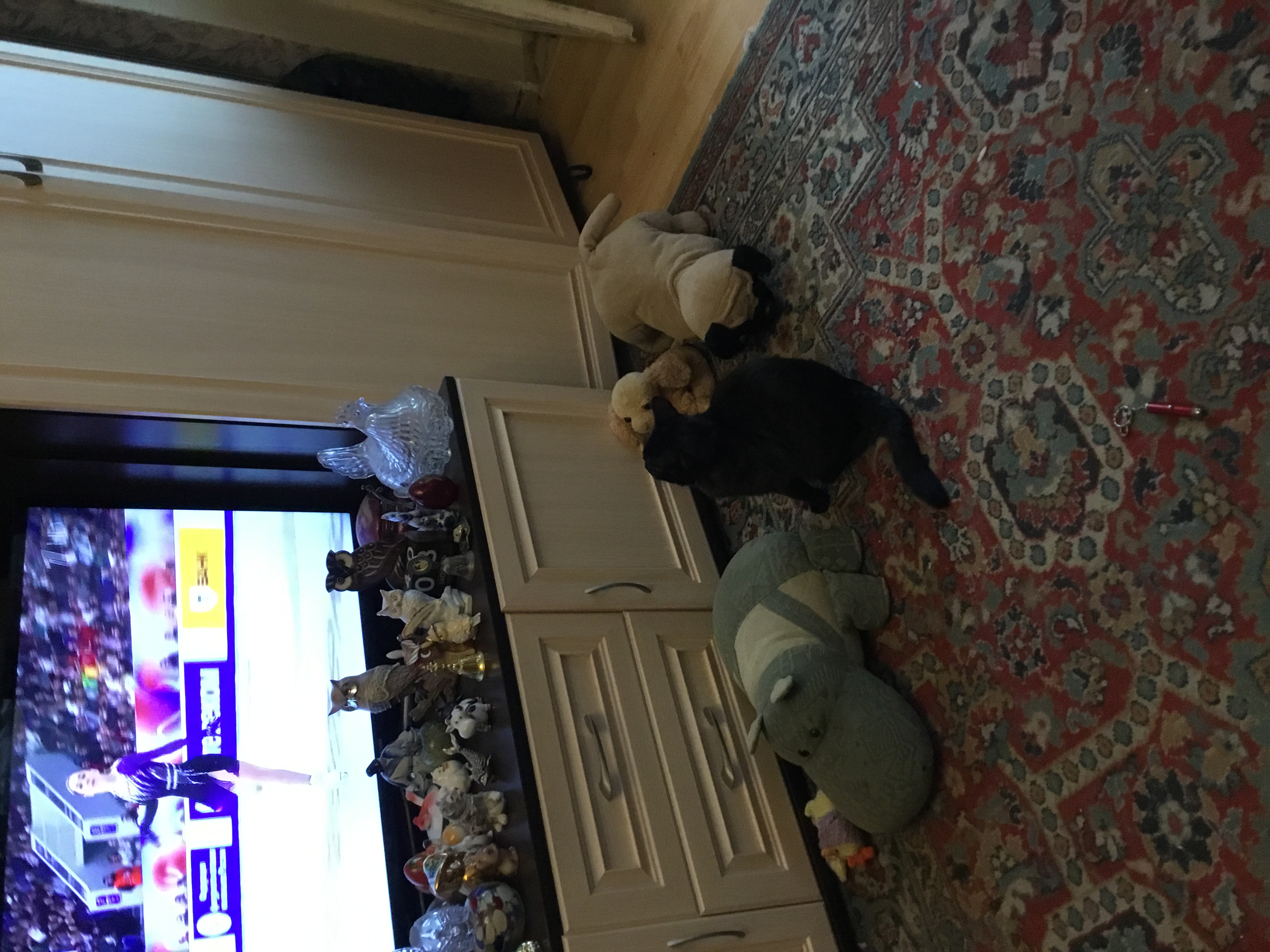 Фото питомца: кошка Жюли смотрит фигурное катание