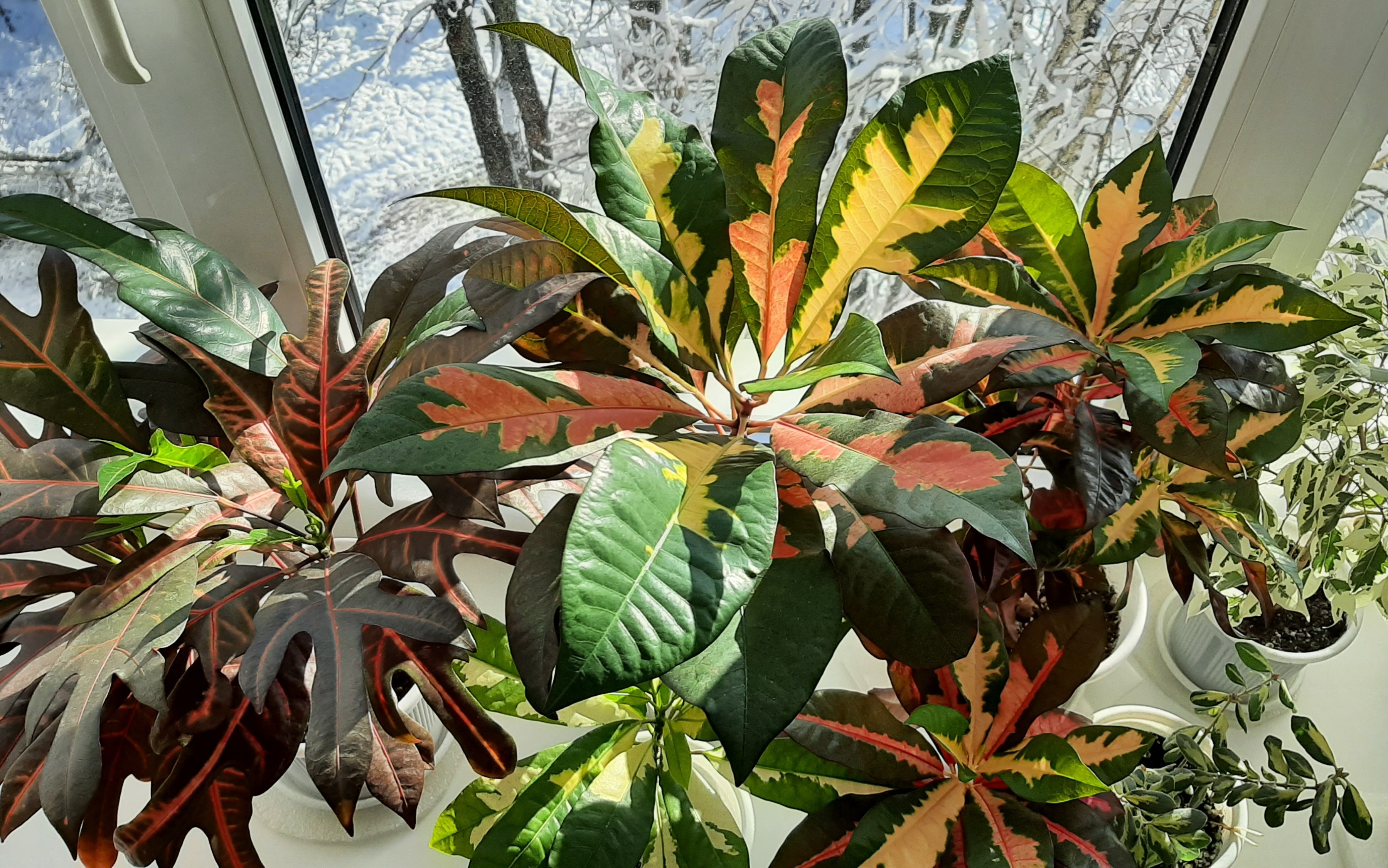 Как ухаживать за кротоном: советы начинающим цветоводам