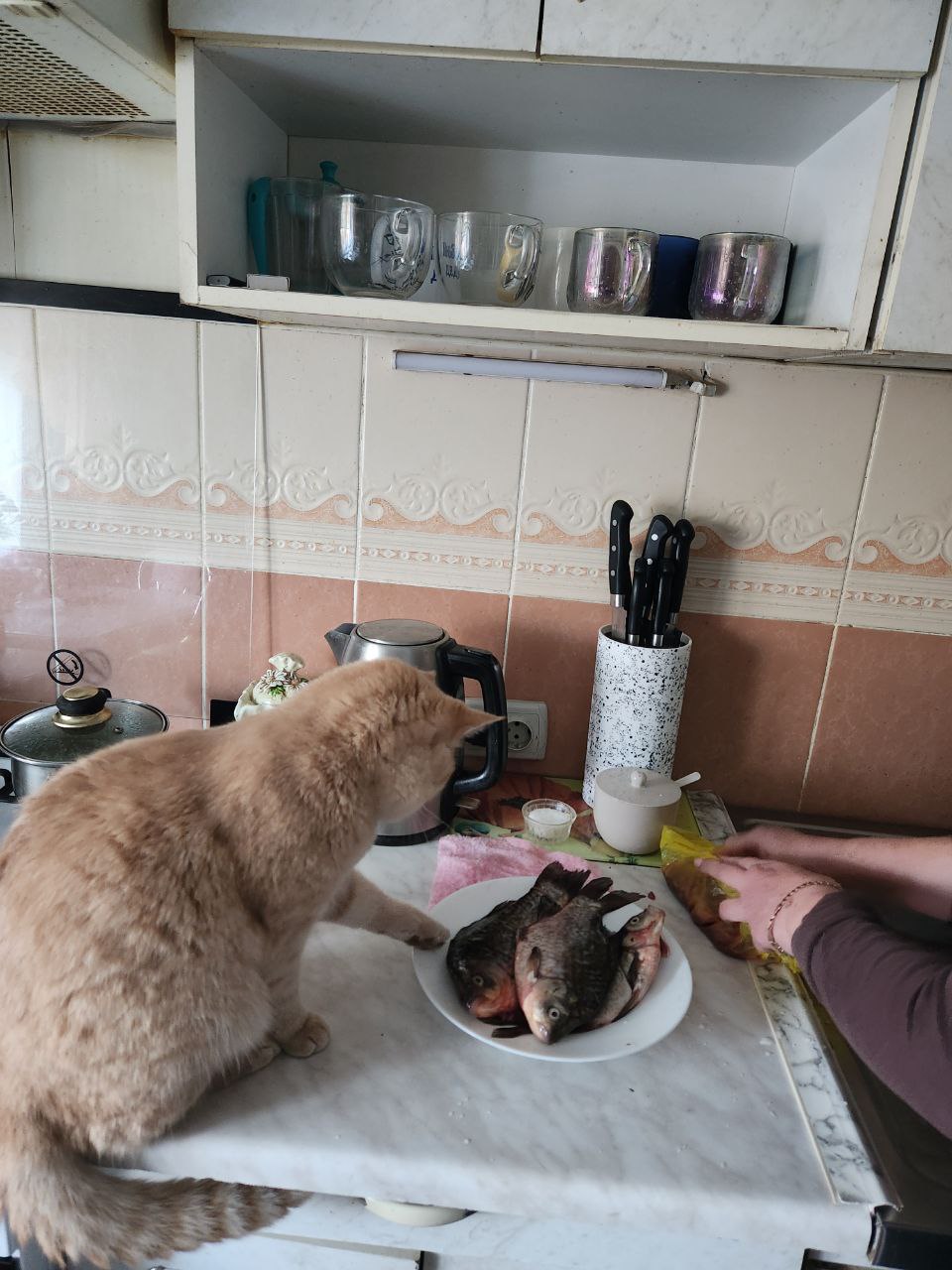 Фото питомца: кот Персик требует рыбов