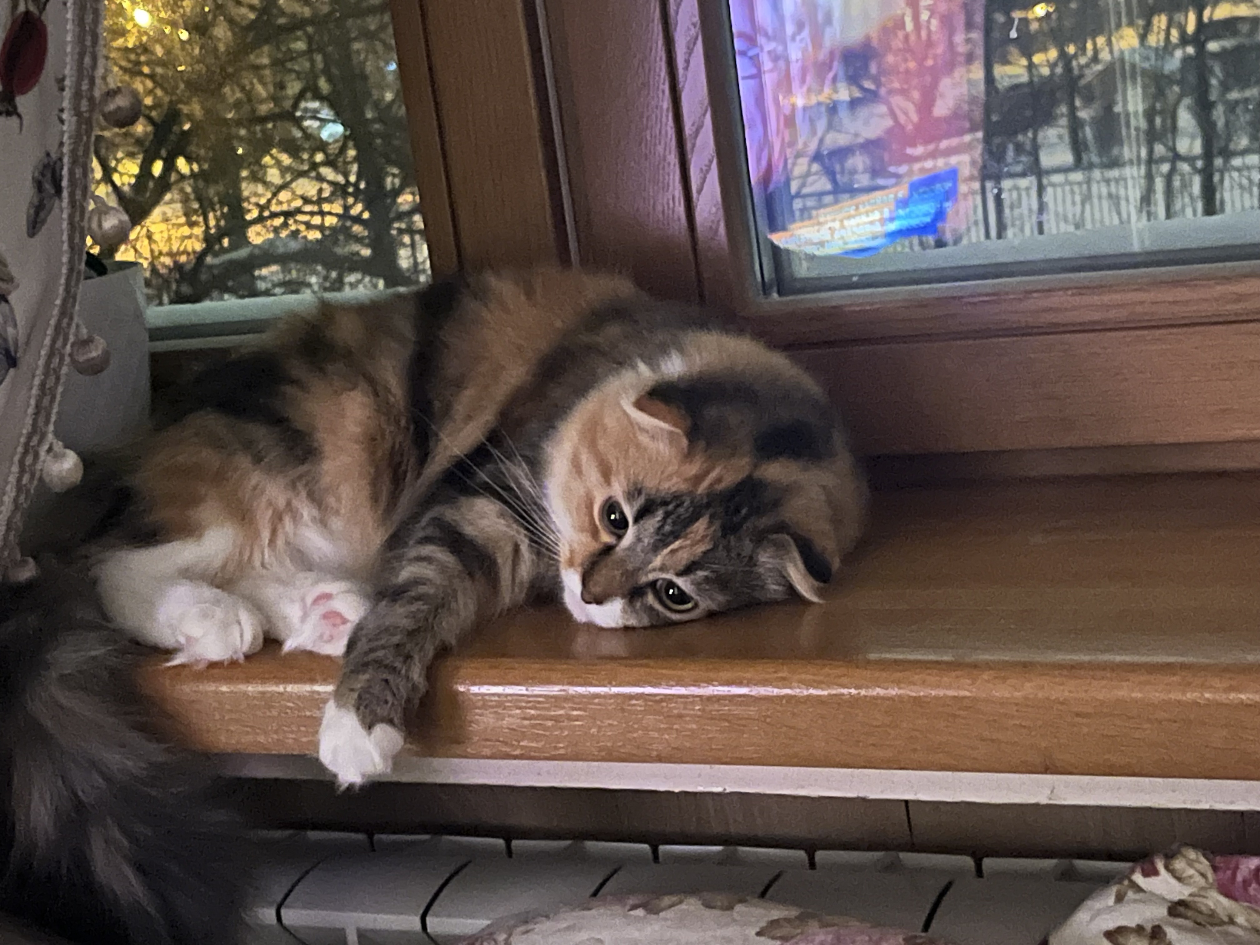 Фото питомца: кошка Солнышко взгрустнула