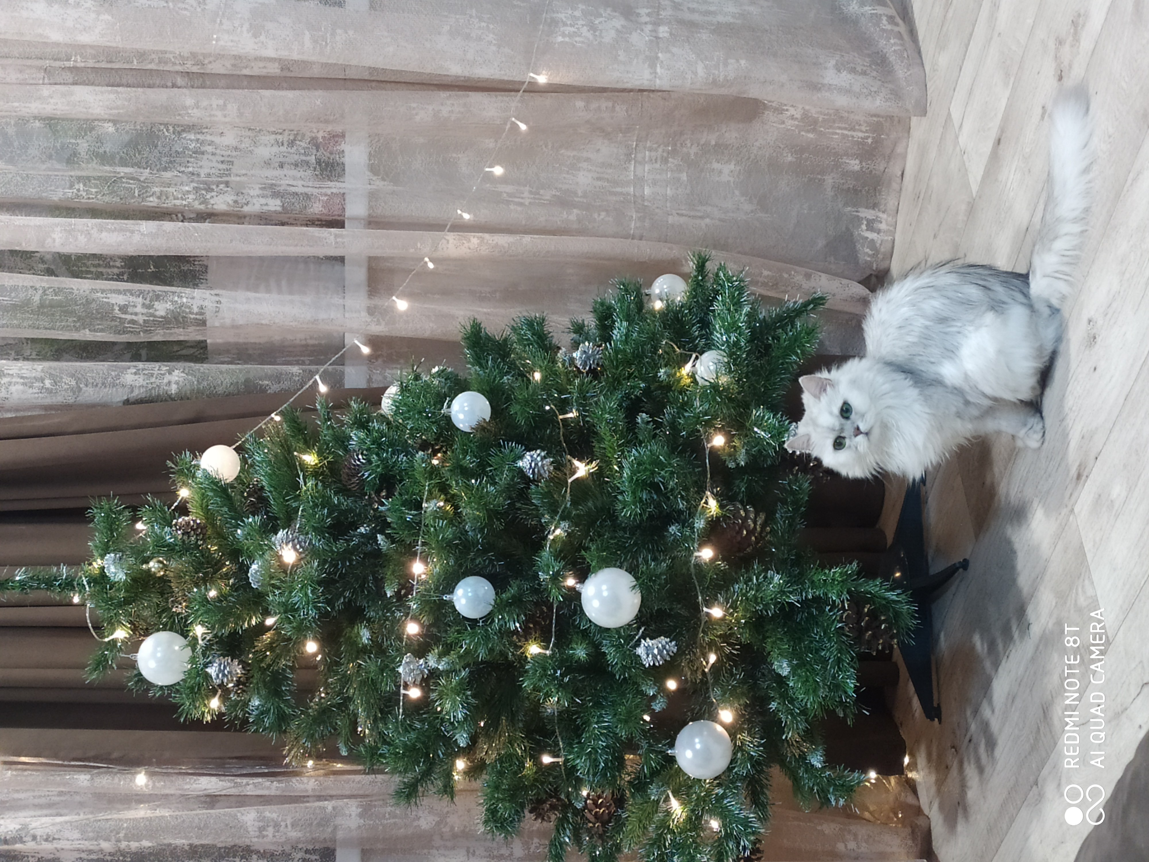 Фото питомца: кошка Милошка сидит около новогодней елки