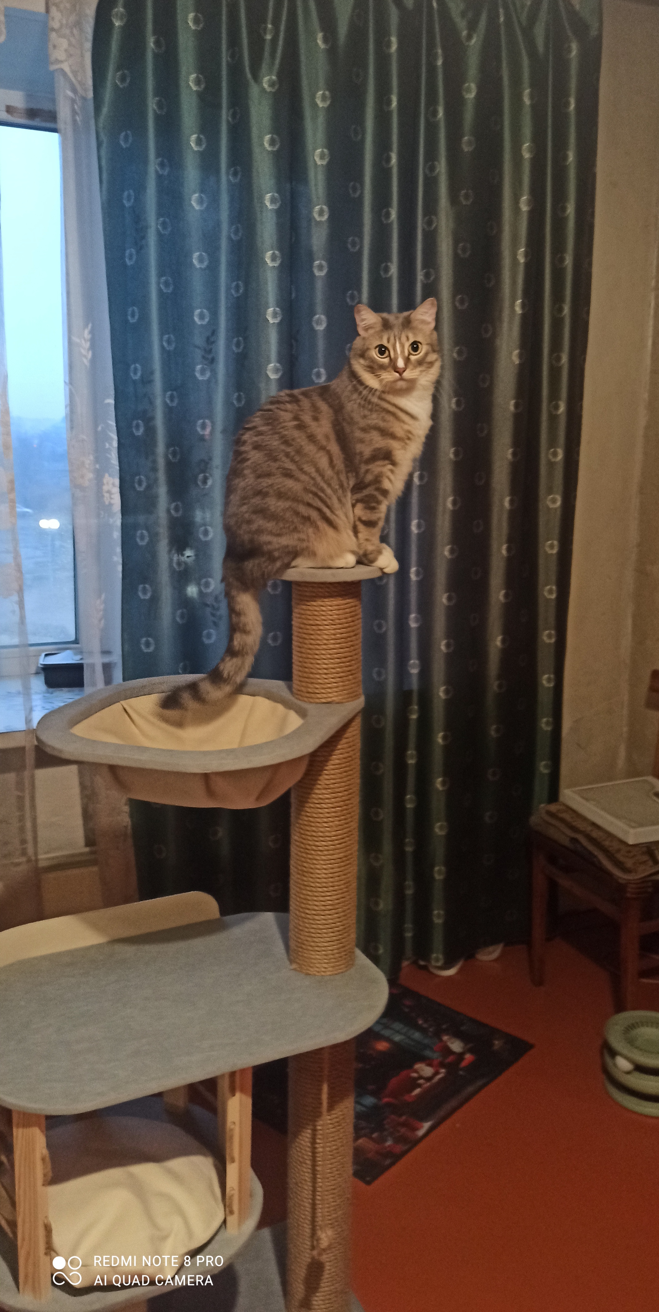 Фото питомца: кот Барсик освоил игровой комплекс