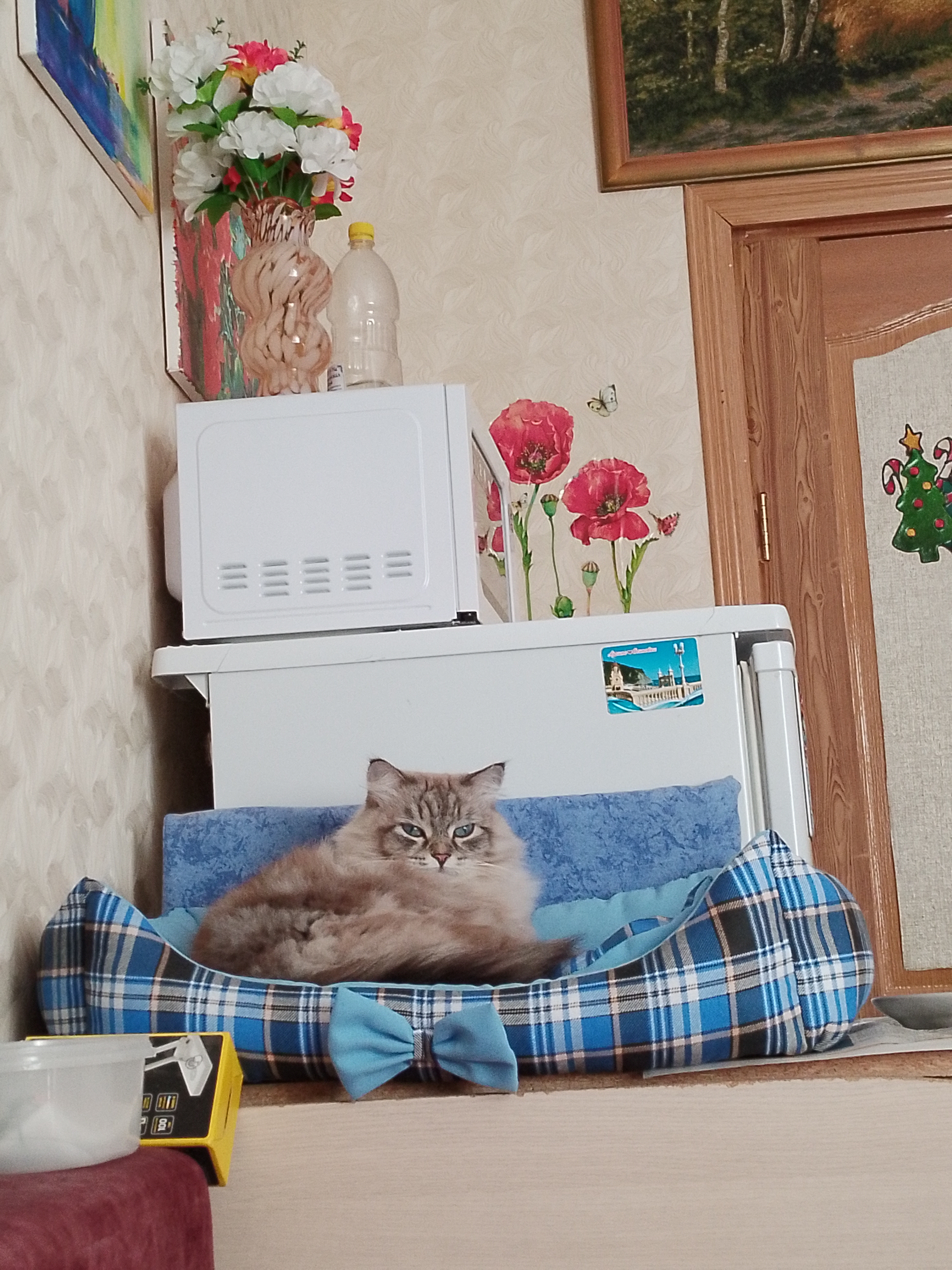 Фото питомца: кошка Мира отдыхает на лежанке