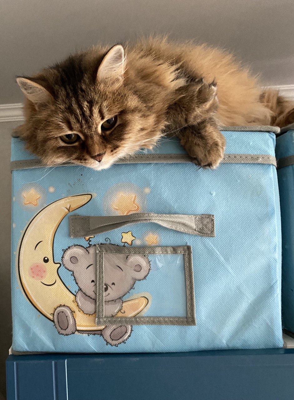 Фото питомца: кошка Туся на сказочной высоте