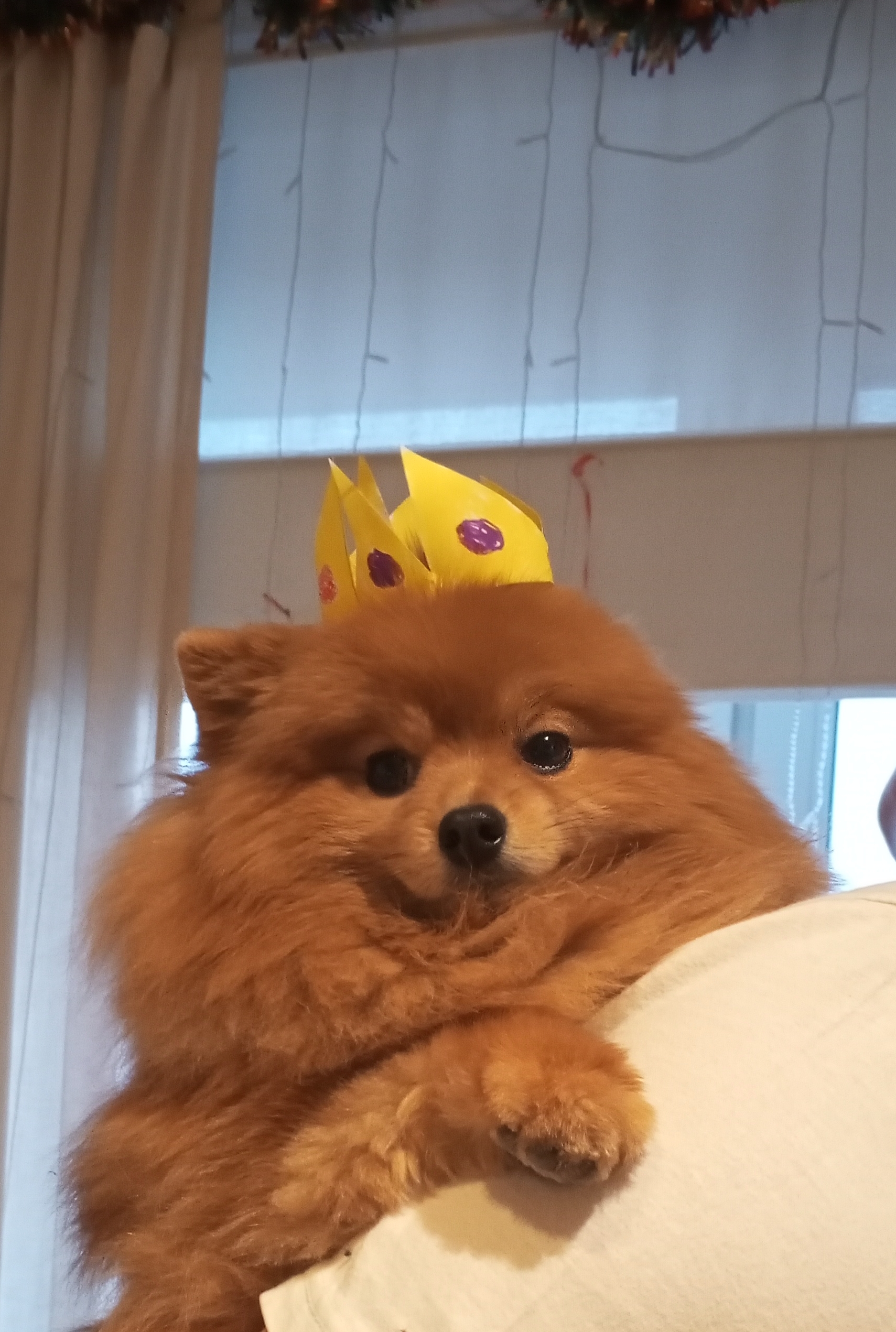 Фото питомца: шпиц Лисик надел корону