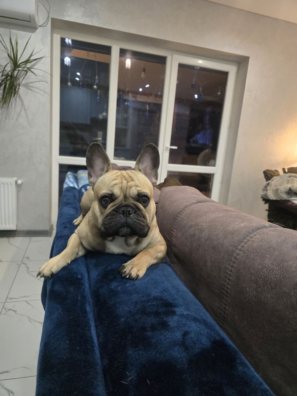 Фото питомца: французский бульдог Фродо ждет весну