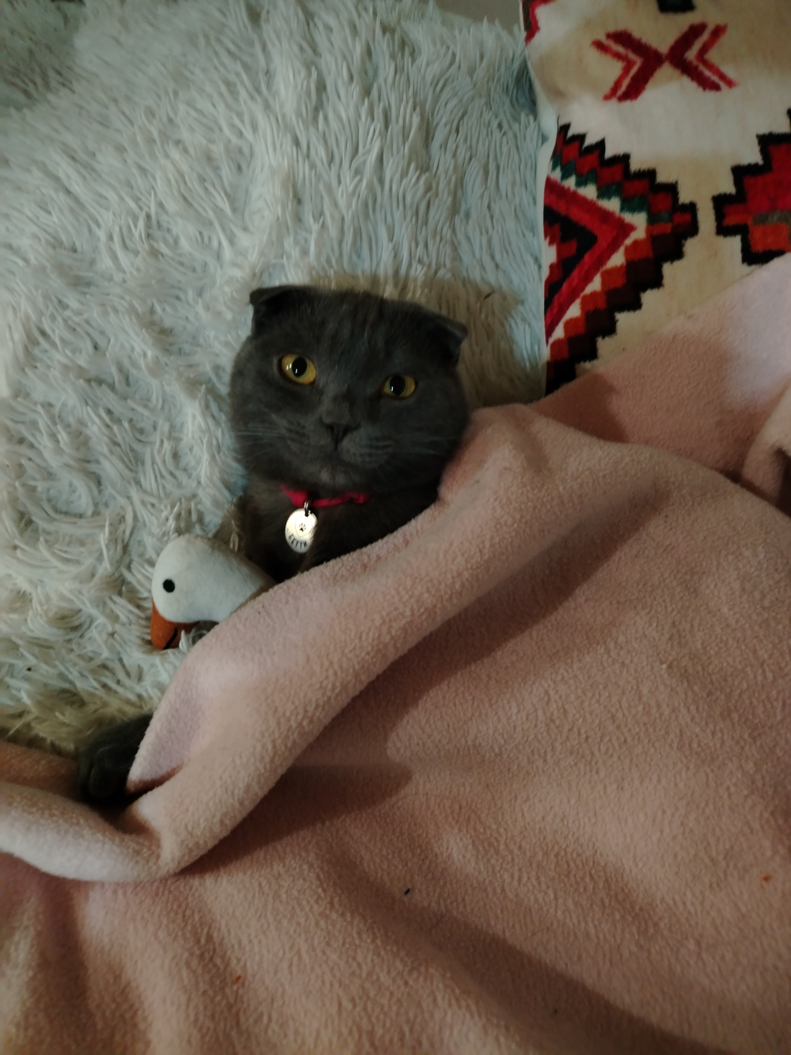 Фото питомца: кошка Бетти и ее друг Гусик