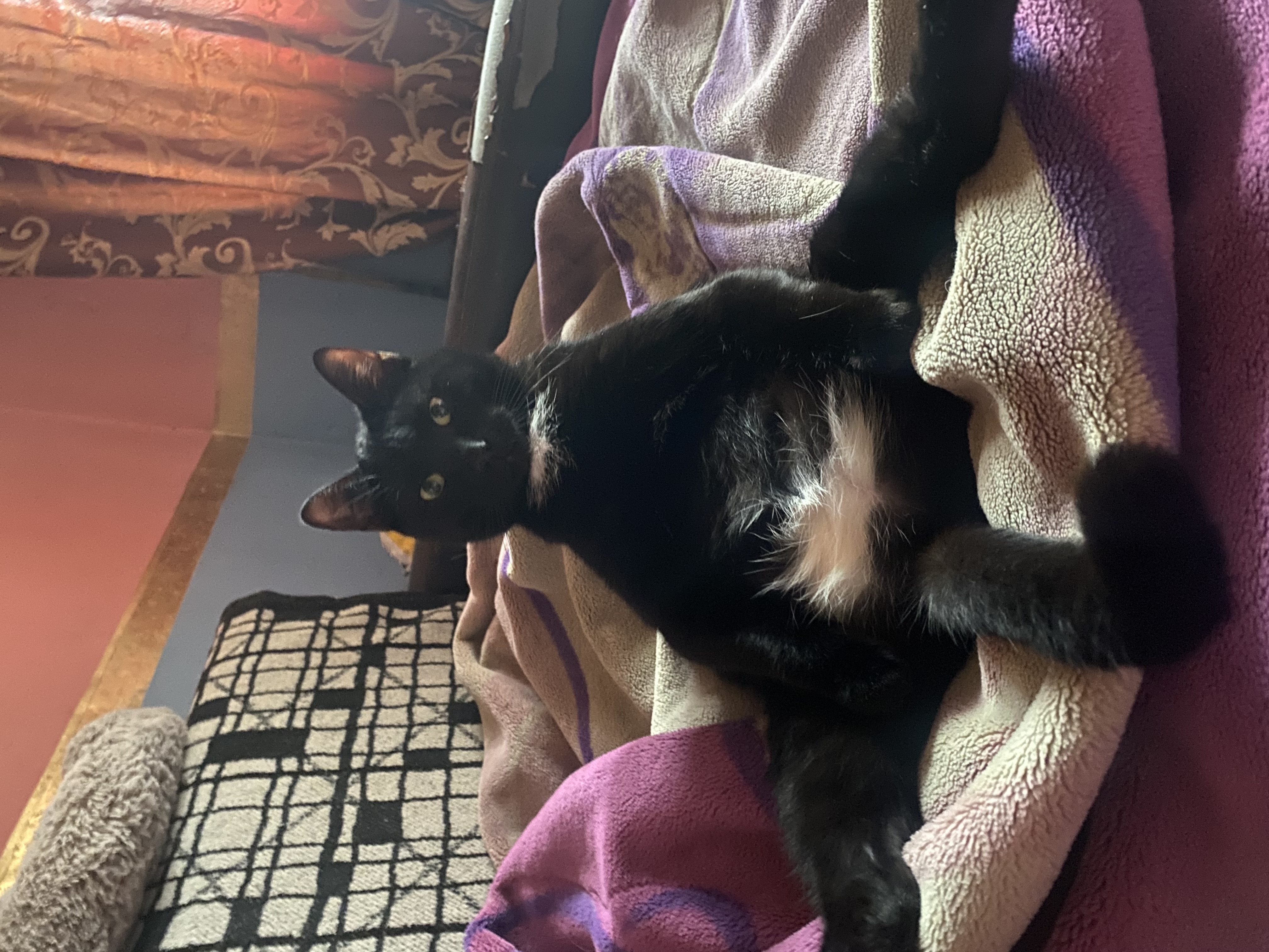 Фото питомца: кот сидит на диване