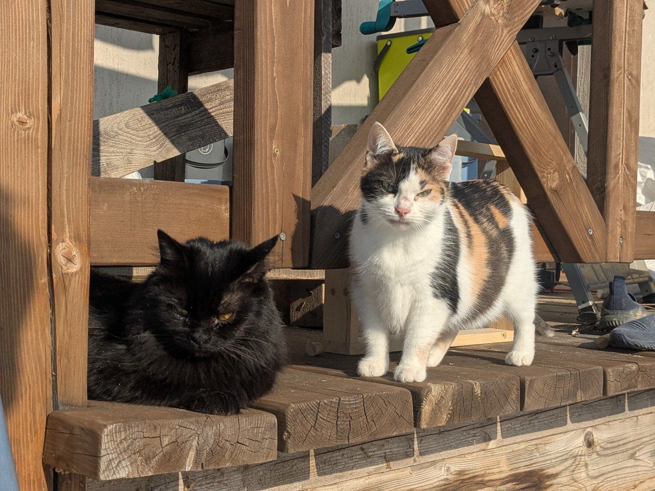 Фото питомцев: кот Криша и кошка Мотя впервые на солнышке в этом году