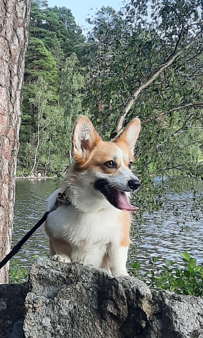 Фото питомца: позитивная корги Мэгги