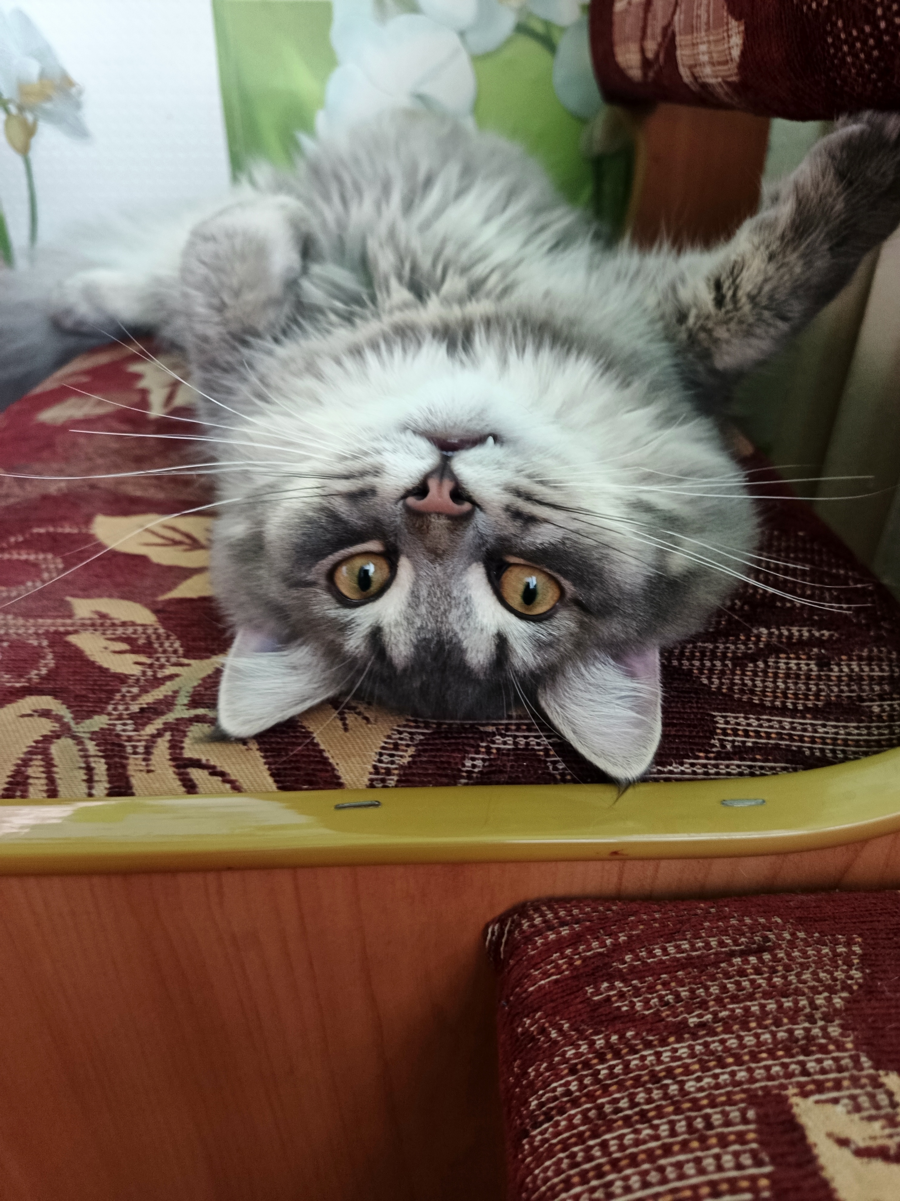 Фото питомца: сибиряк Кастилло отдыхает после обеда