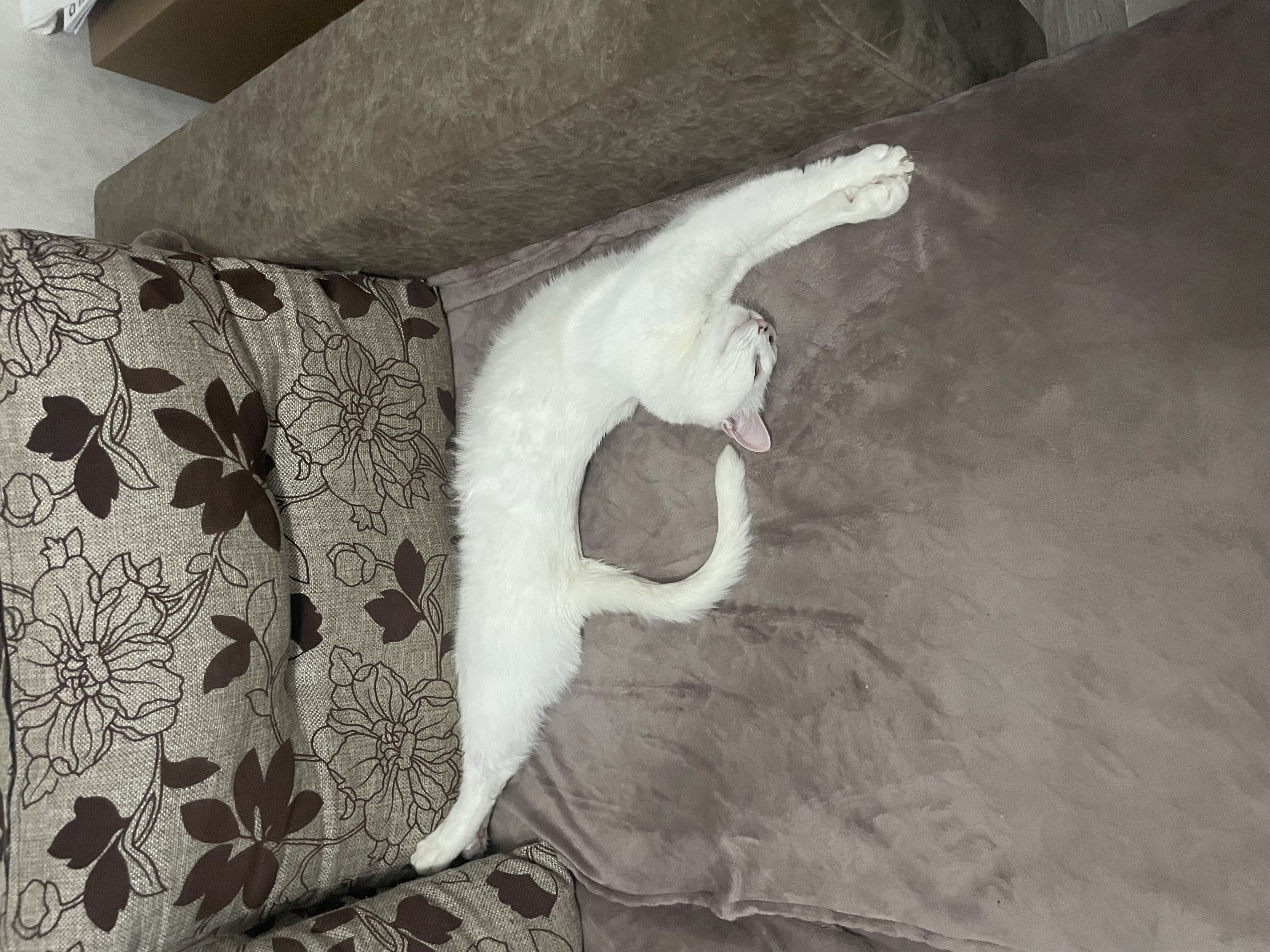 Фото питомца: сон кота-акробата