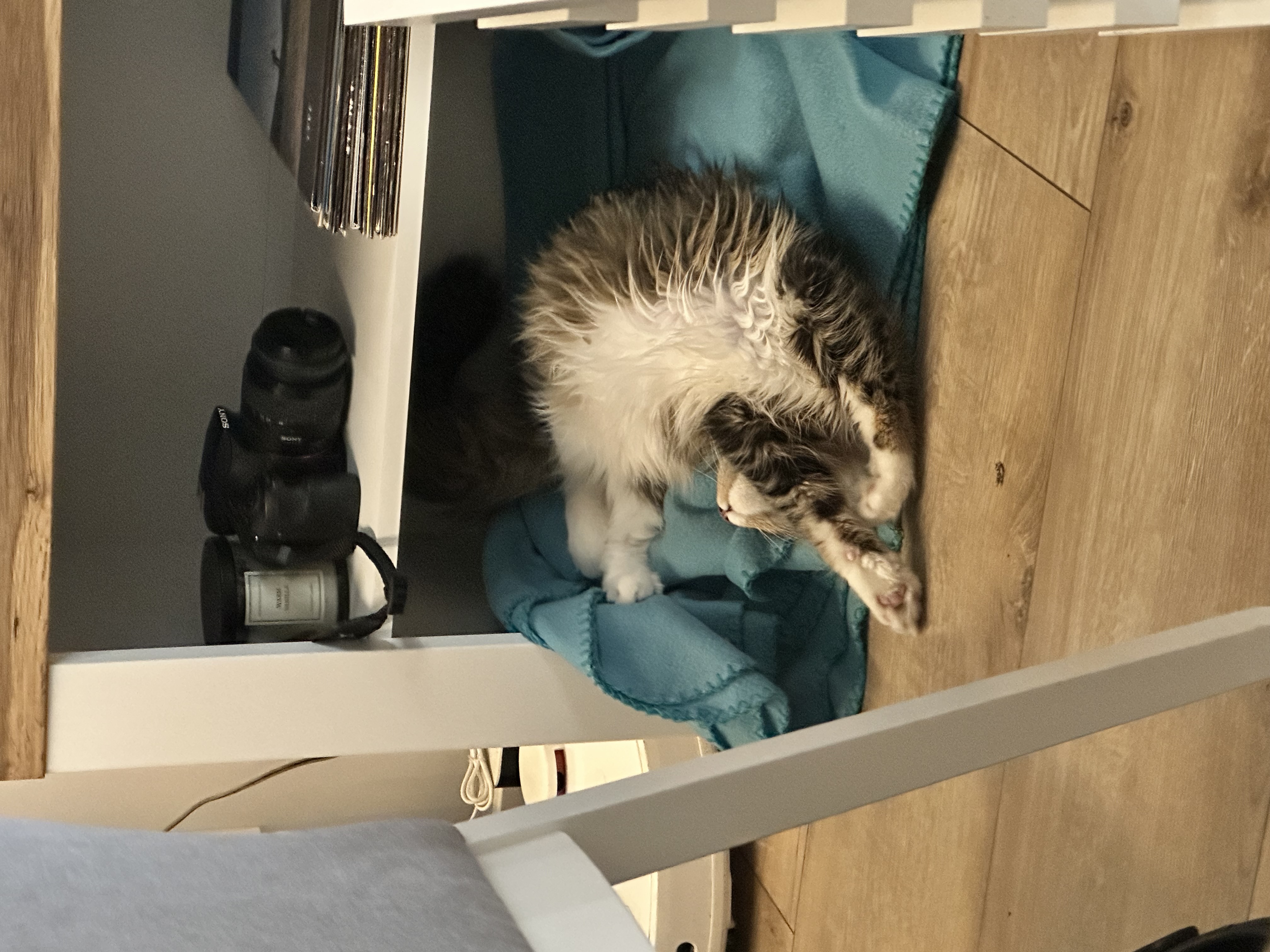 Фото питомца: отдых мейн-куна Баки