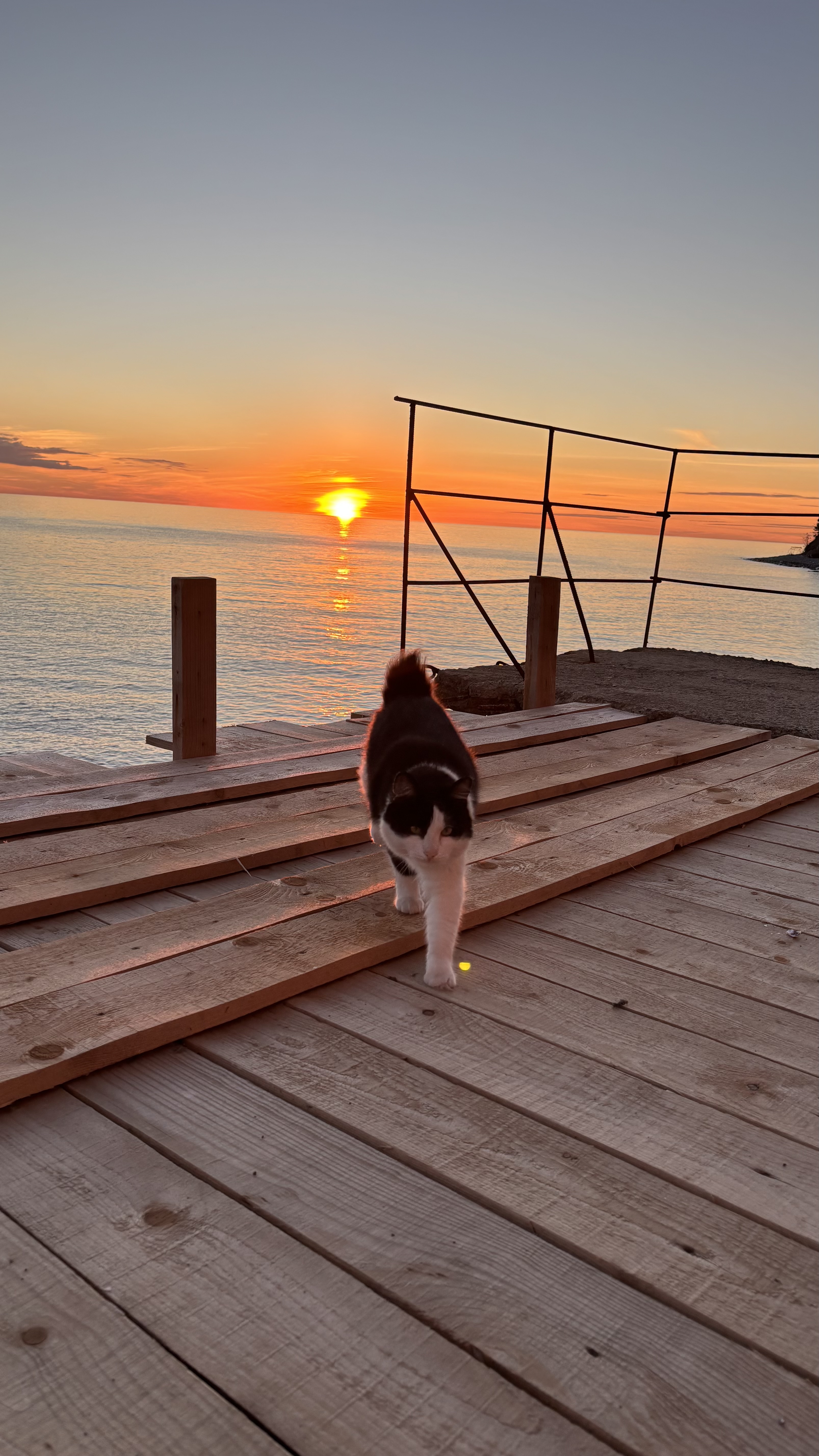 Я хочу переехать в Азию вместе с котом, но пока выбираю страну