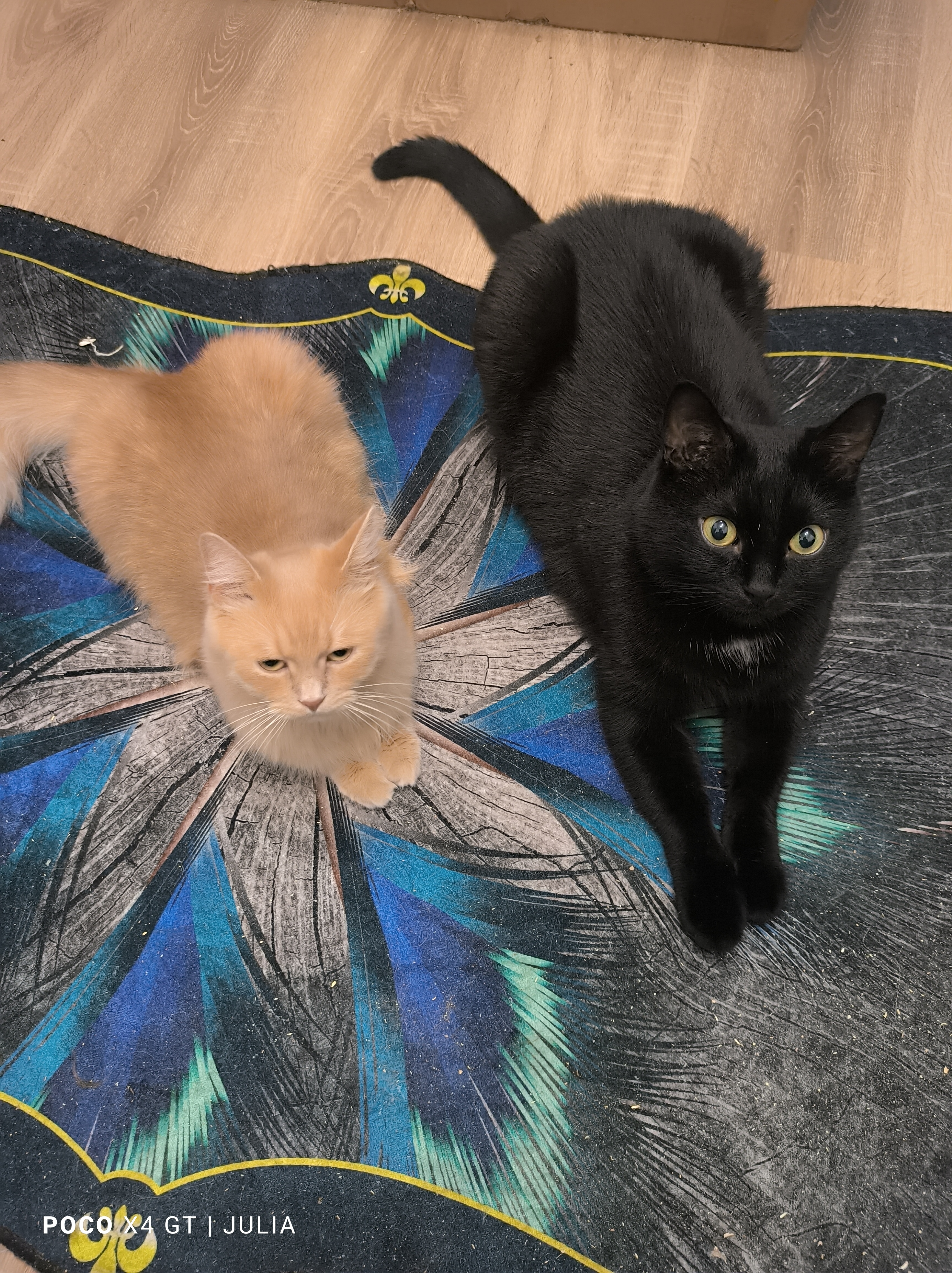 Фото питомцев: мое двойное счастье