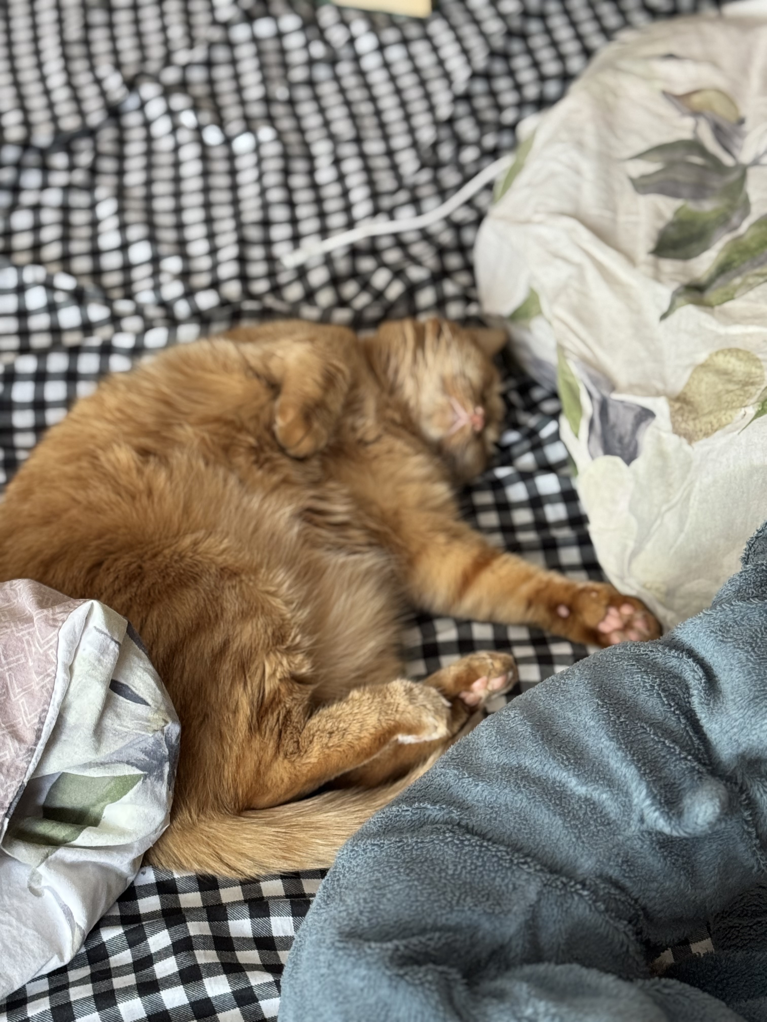 Фото питомца: кошка Кузя живет свою лучшую жизнь