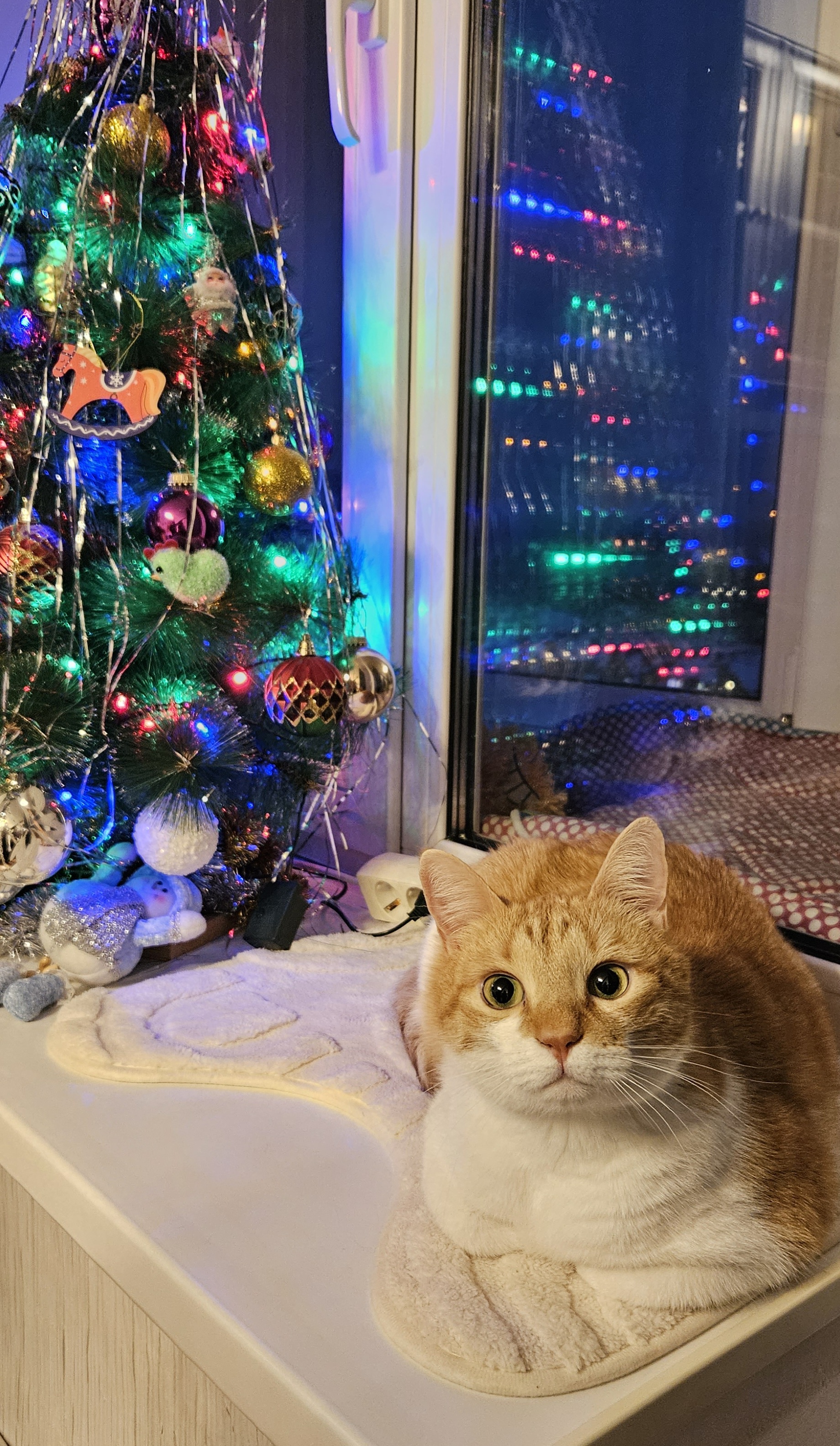 Фото питомца: кот Прохор поздравляет всех с Новым годом