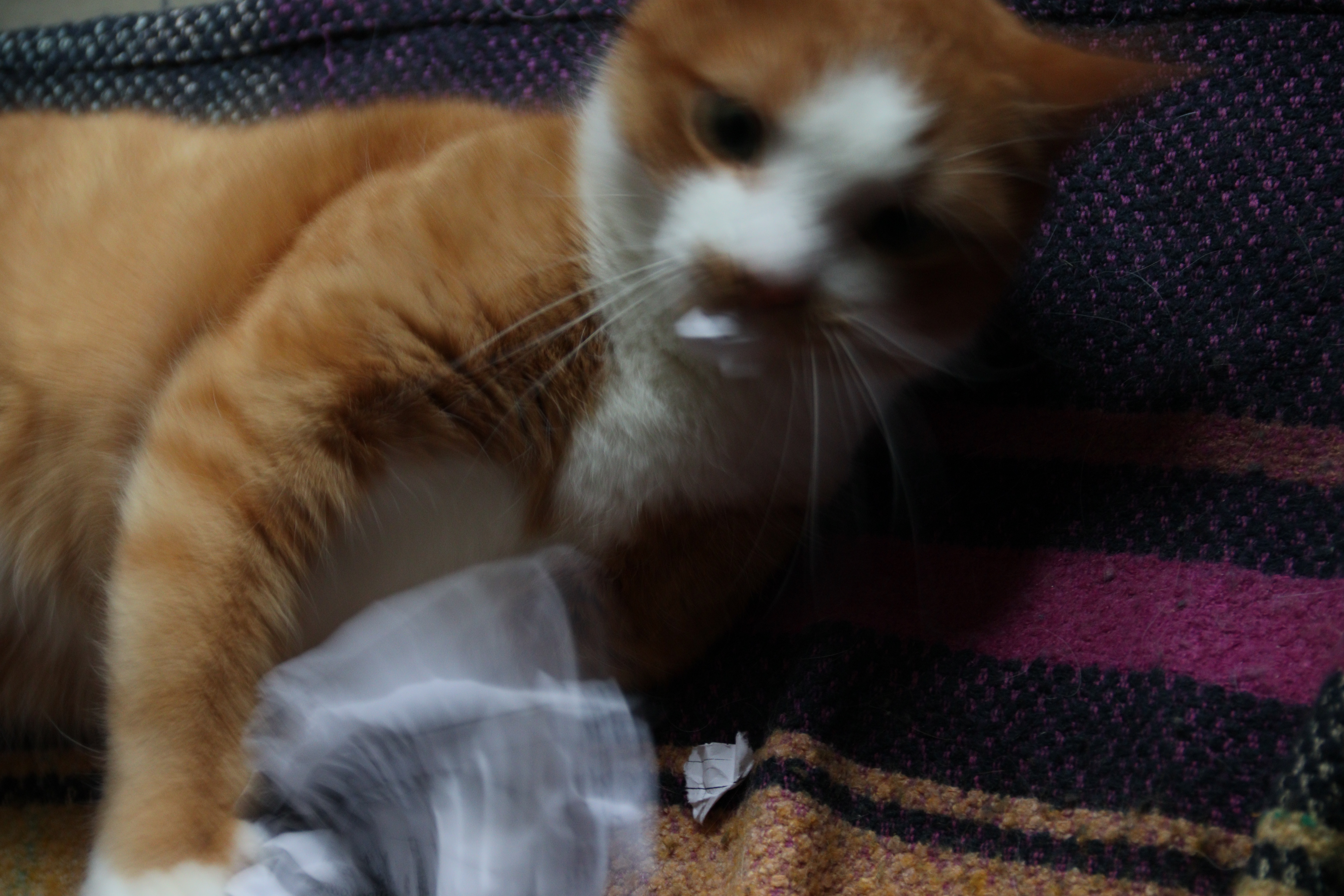 Фото питомца: кот Неко изображает шредер