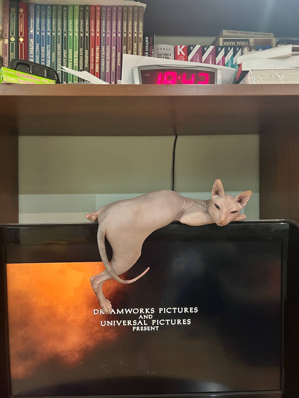 Фото питомца: кот Прохуарий взял телевизор под контроль