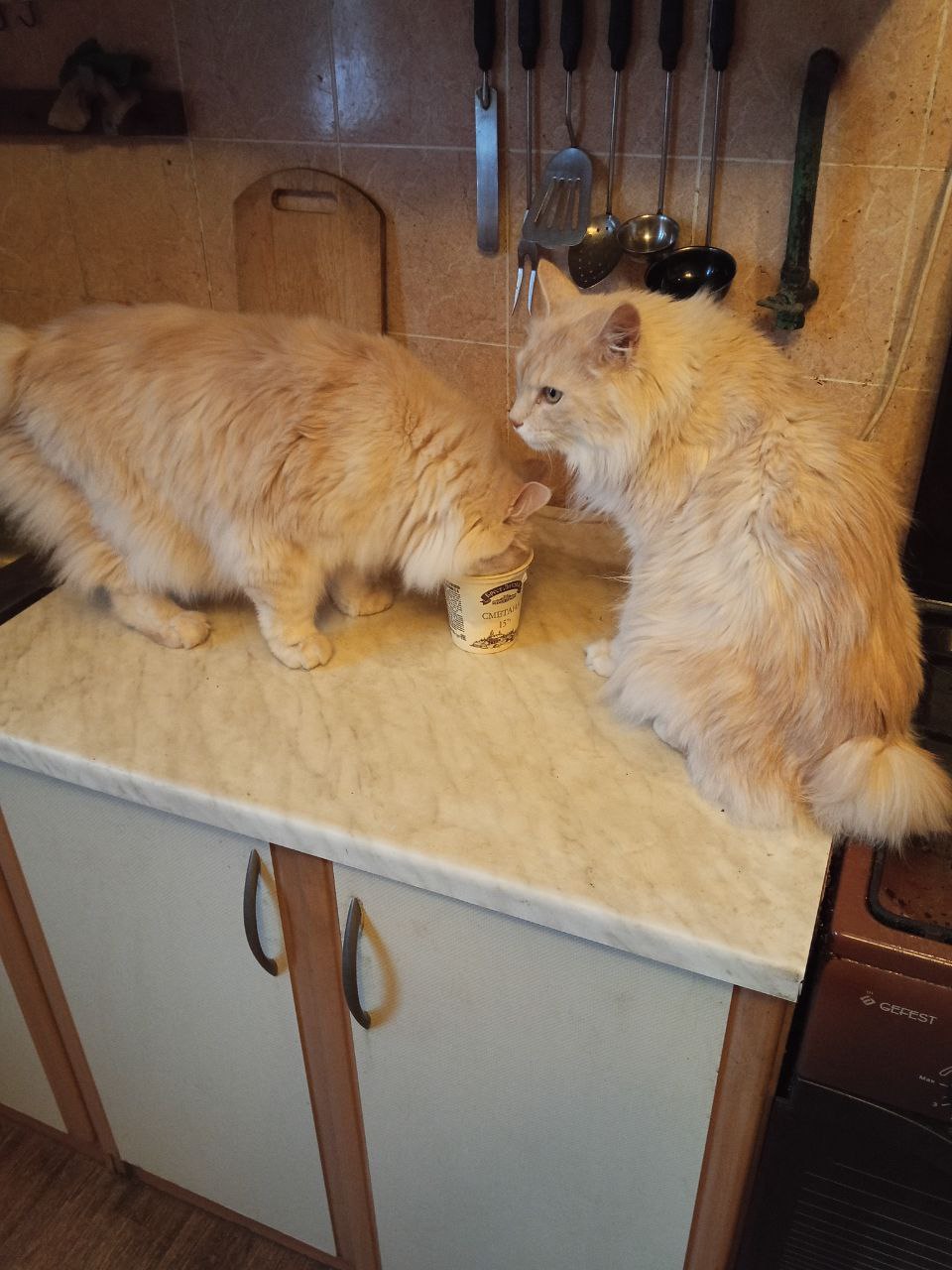 Фото питомцев: курильские бобтейлы Барон и Батон отпраздновали Всемирный день кошек